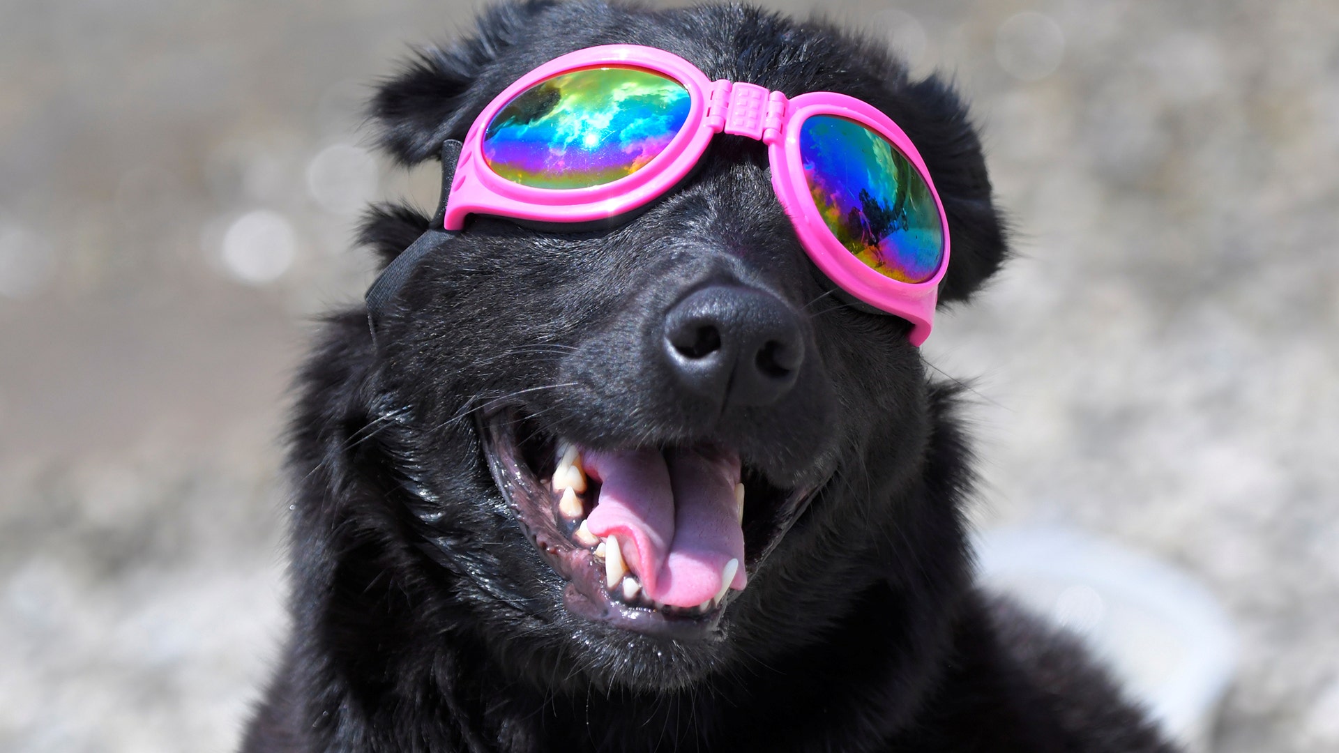 Madison the dog watches the solar eclipse in Nashville, Tennessee