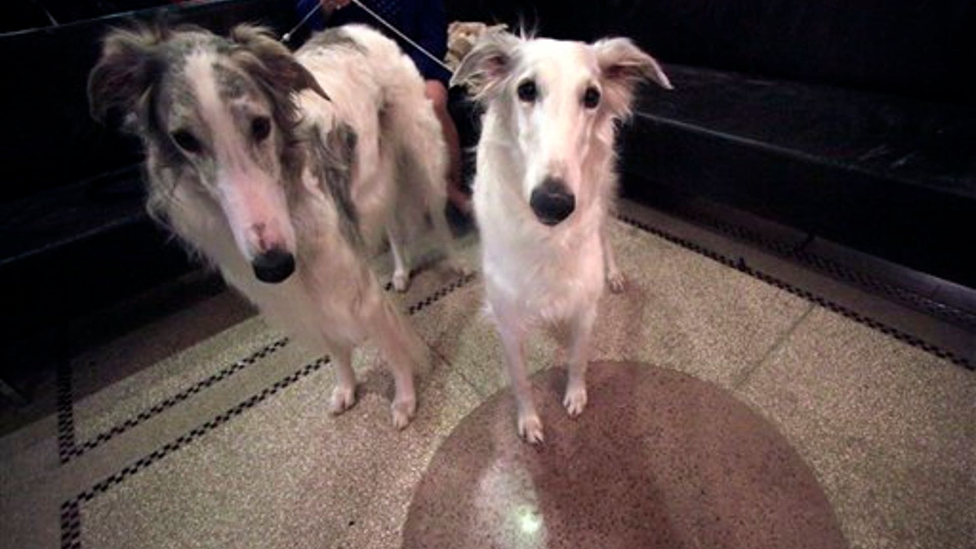 Borzois Magnum and Kira