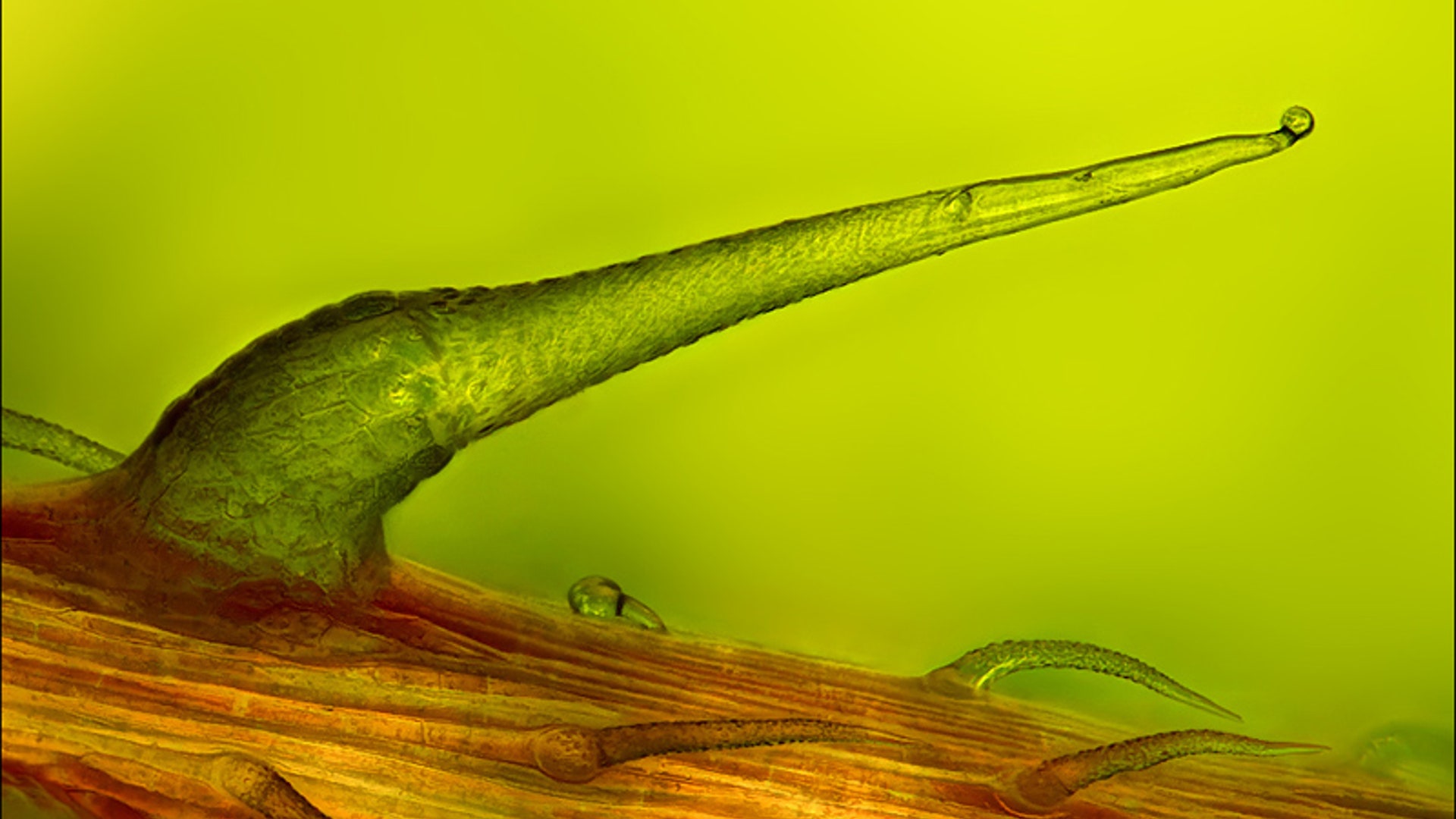 17_Place_22063_3_Krebs_copy