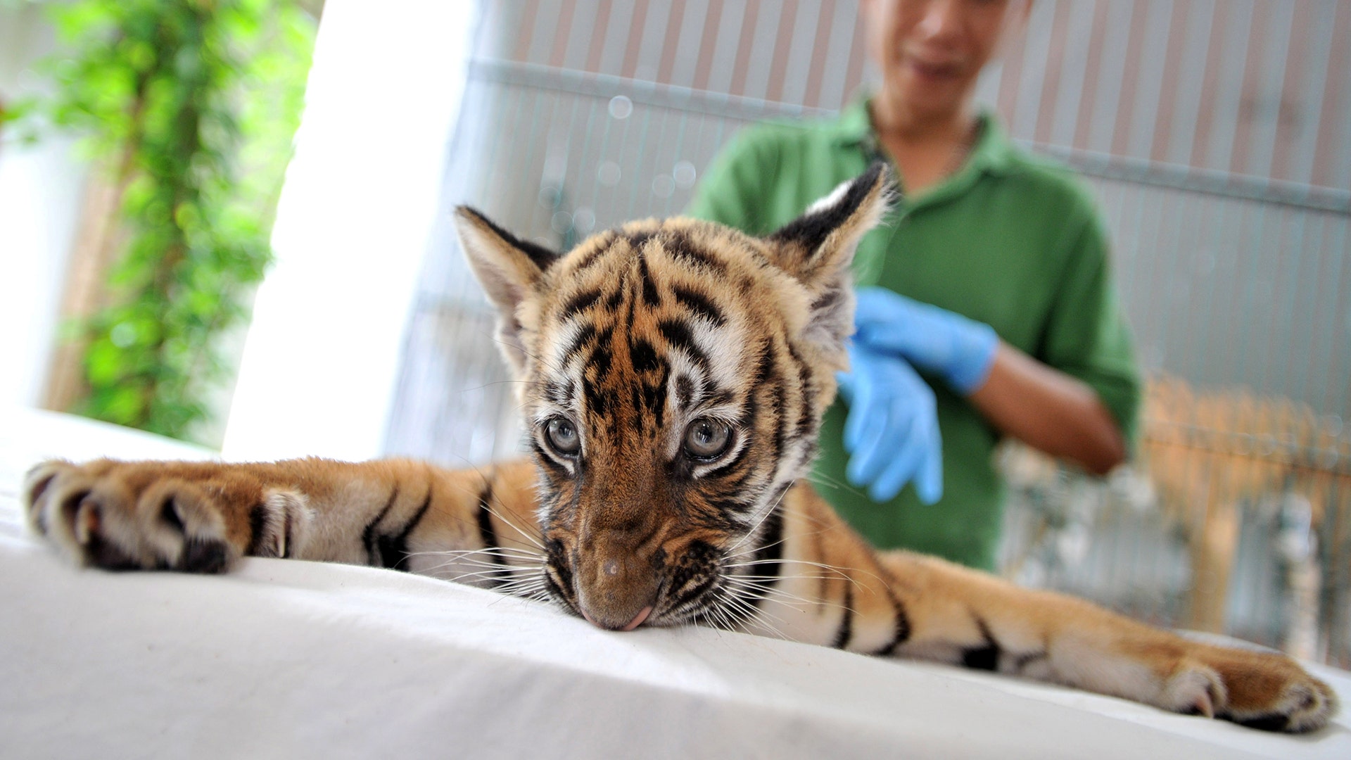 A South China tiger cub makes its debut at Guangzhou Zoo in Guangzhou, Guangdong province, China, June 22, 2017