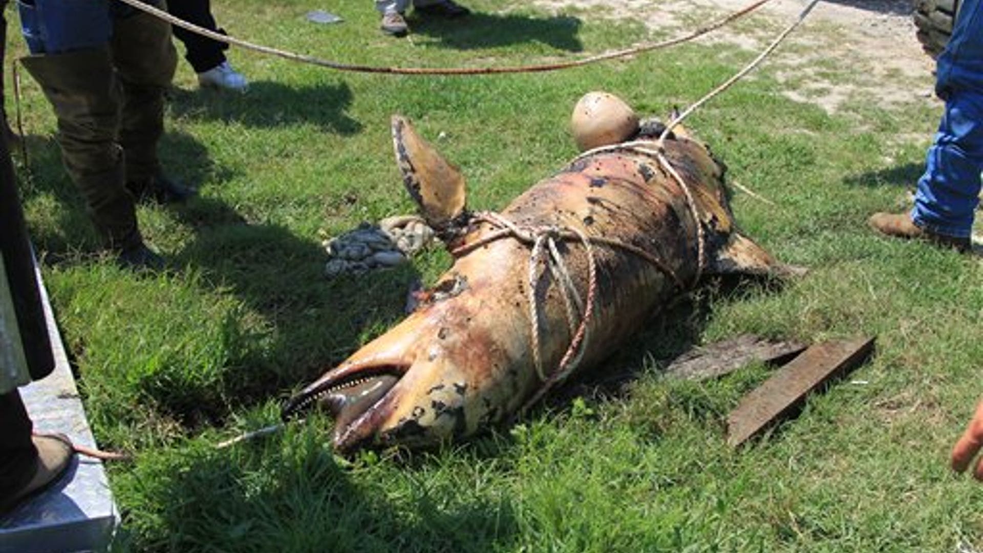 Dead Dolphin