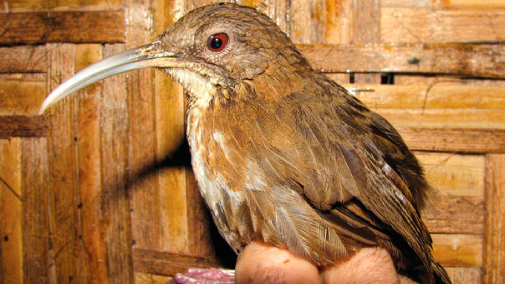 Naung Mung Scimitar Babbler