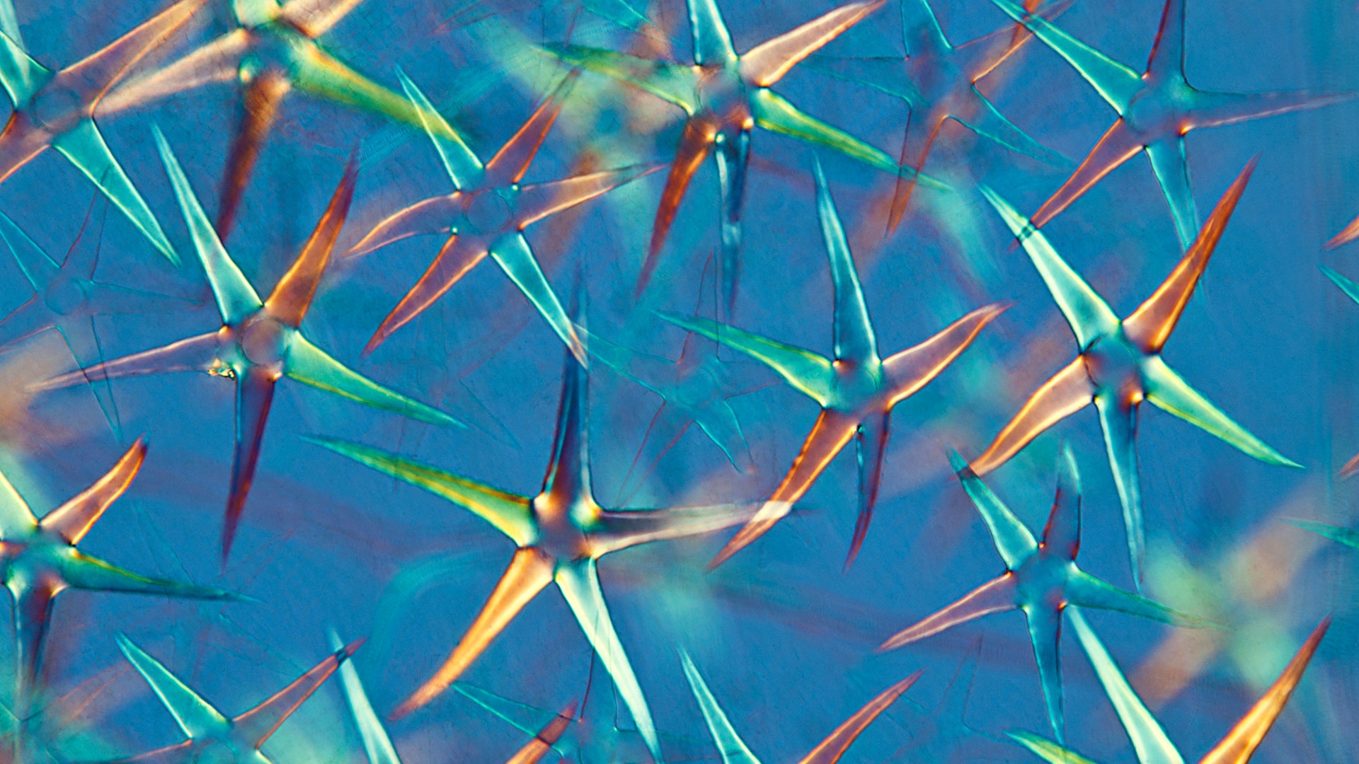 Photography, honorable mention: See leaf scales through a different lens