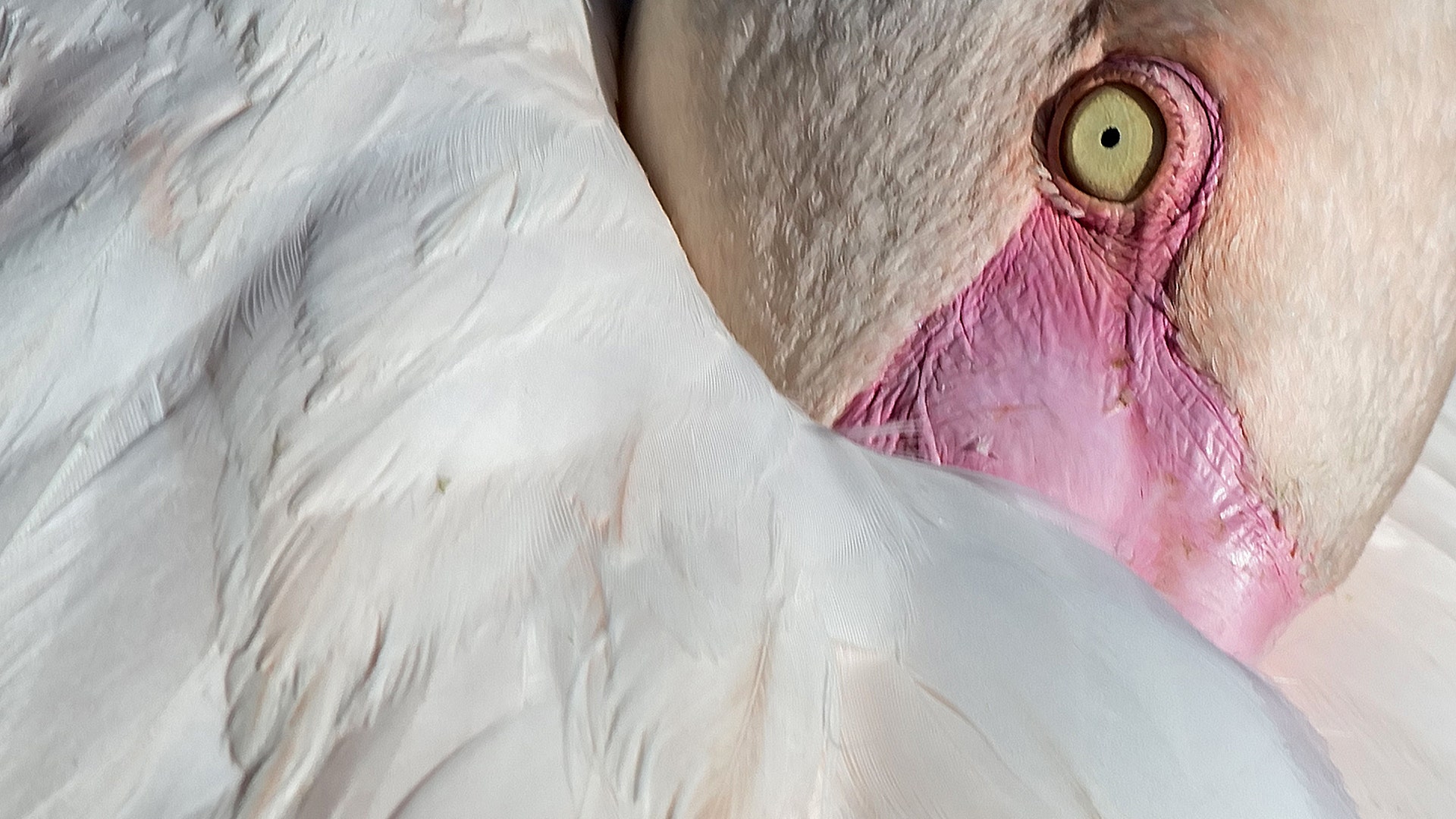 A pink flamingo relaxes with his head in its feathers  at the zoo in Erfurt, central Germany, August 29, 2017