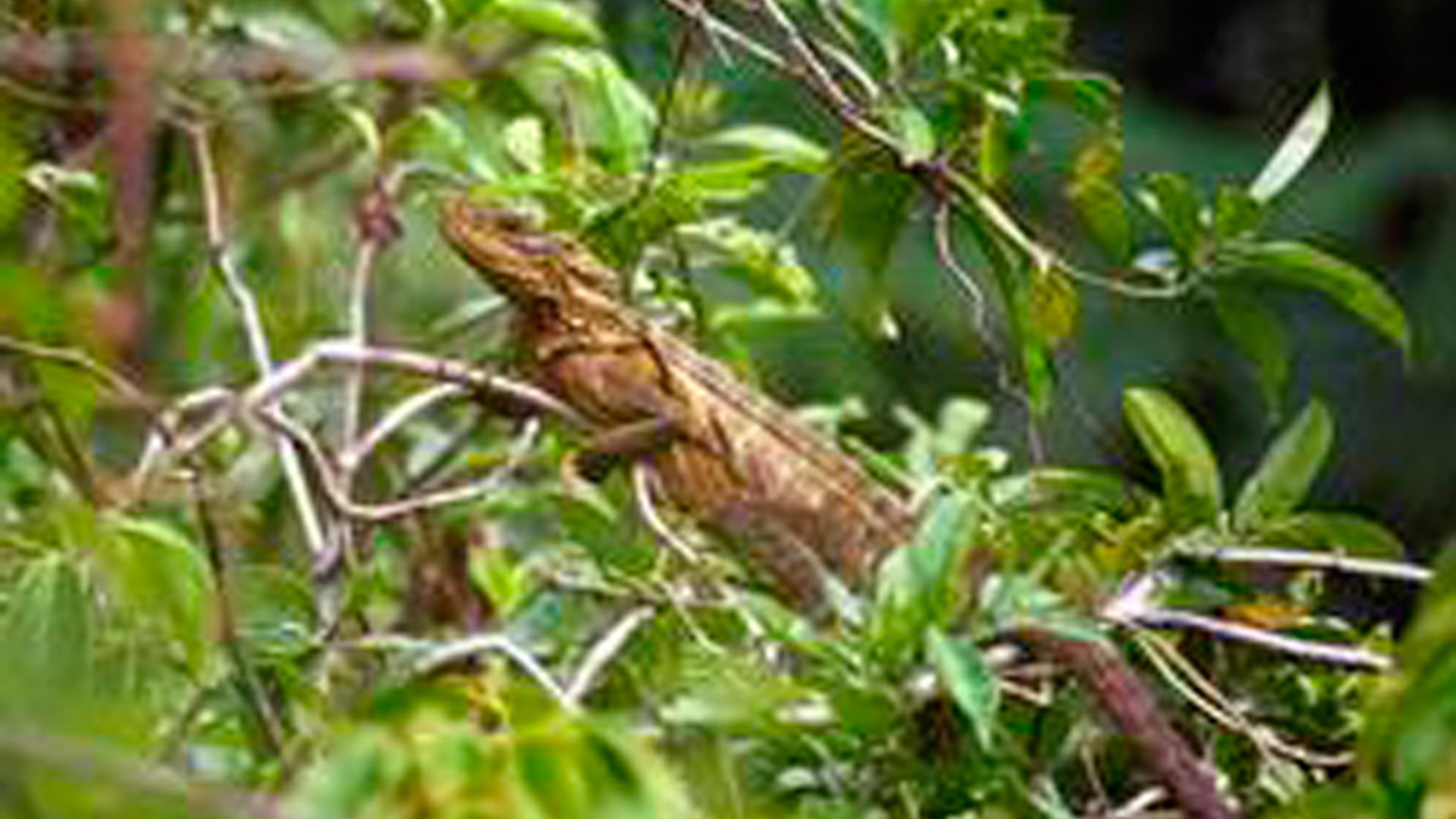 Sail_fin_Water_Lizard