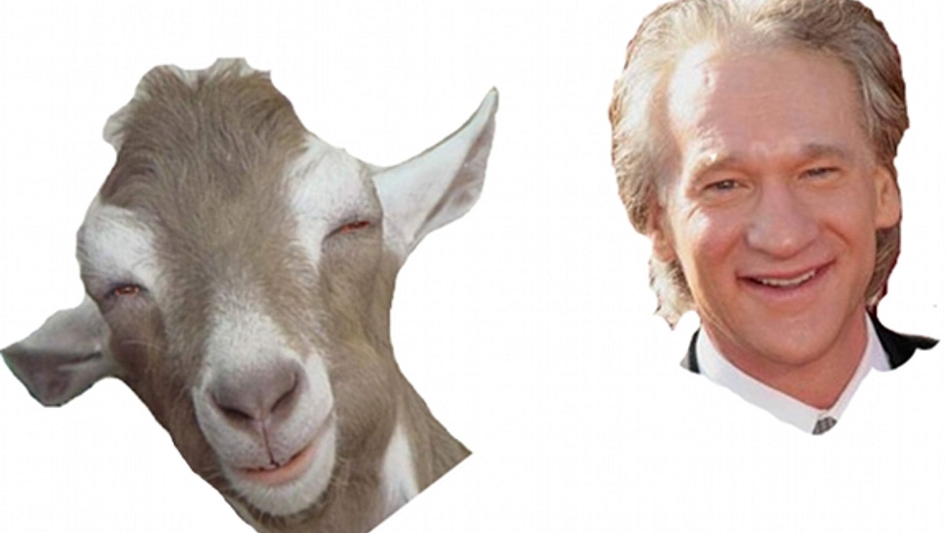 Look Alikes From the Animal World