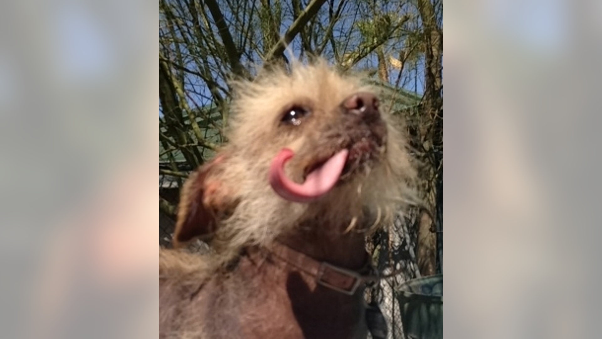 Ugly_Dog_2013___Josie