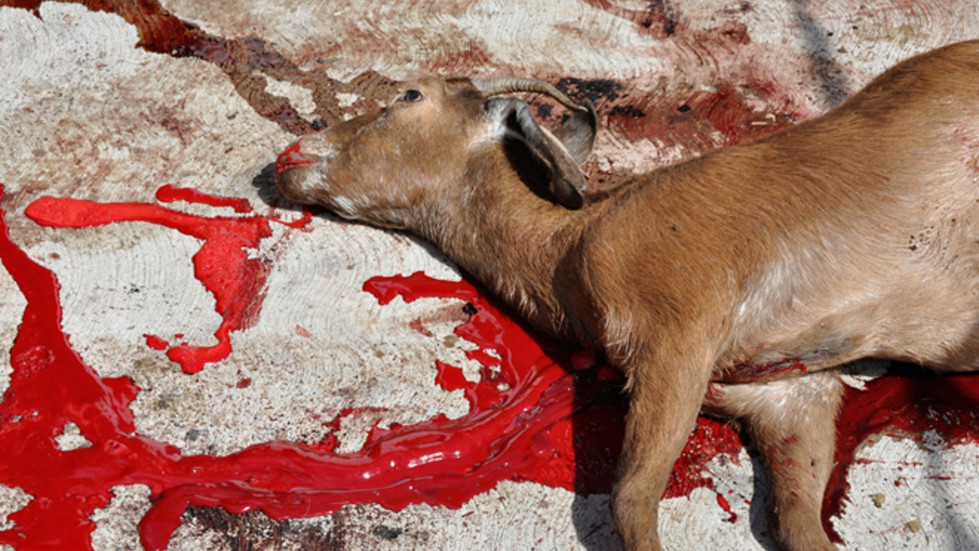 Goat_dead_bloody_Latino