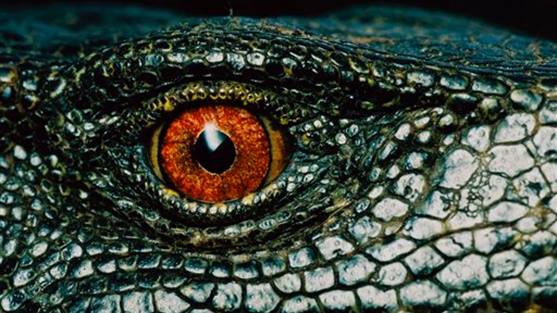 Глаза змеи. Глаз рептилии. Глаза змеи. Глаз ящерицы. Глаз крокодила.