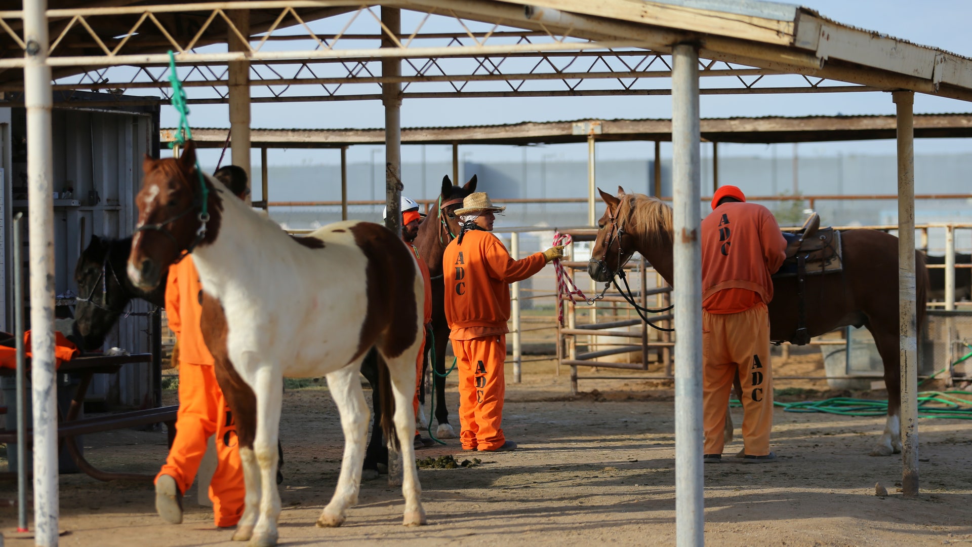 Inmates tend to horses as part of the Wild Horse Inmate Program (WHIP) at Florence State Prison in Florence, Arizona.