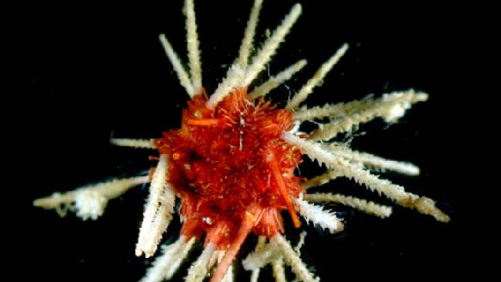 Antarctic_Sea_Urchin