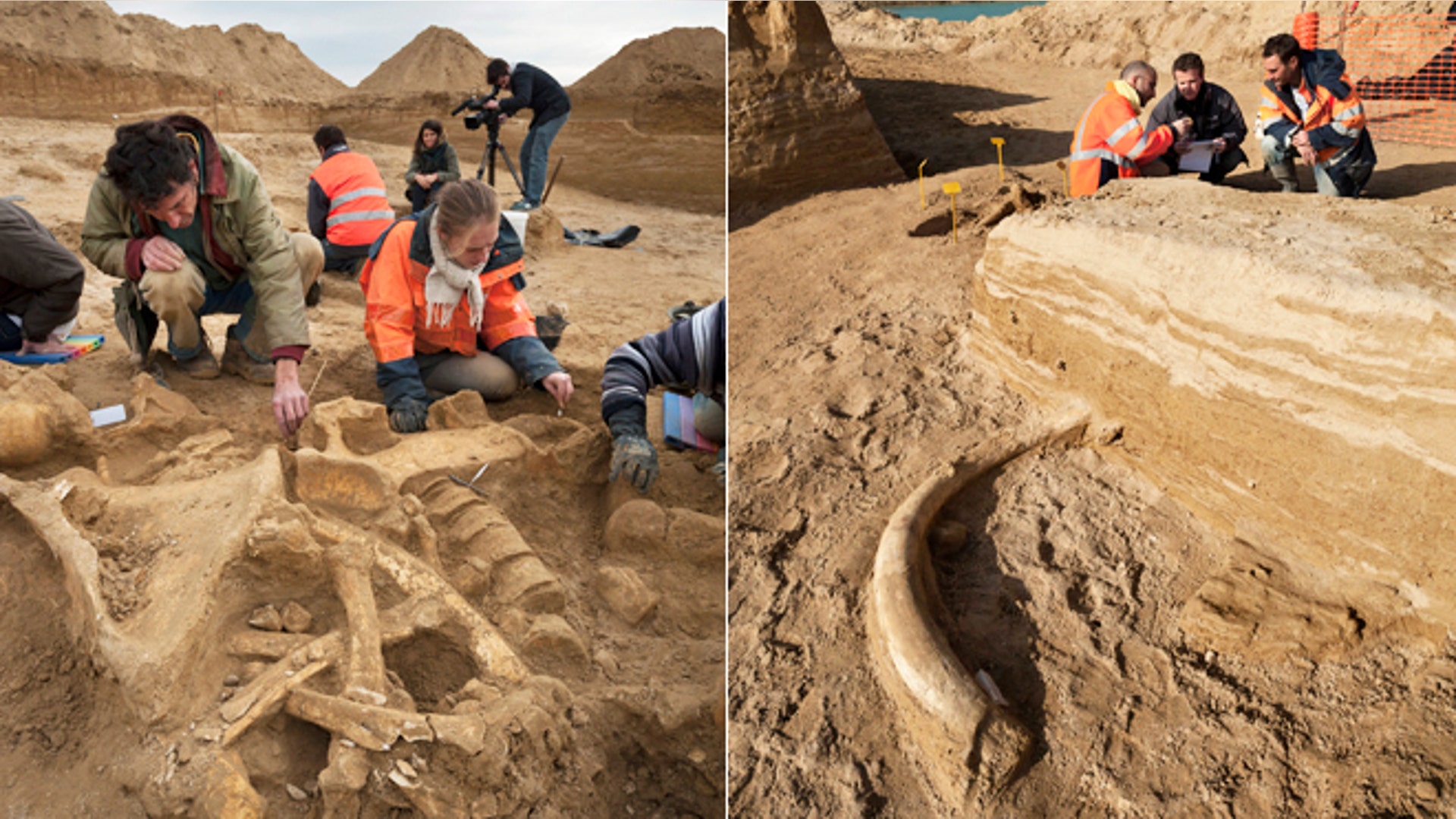 wooly_mammoth_france