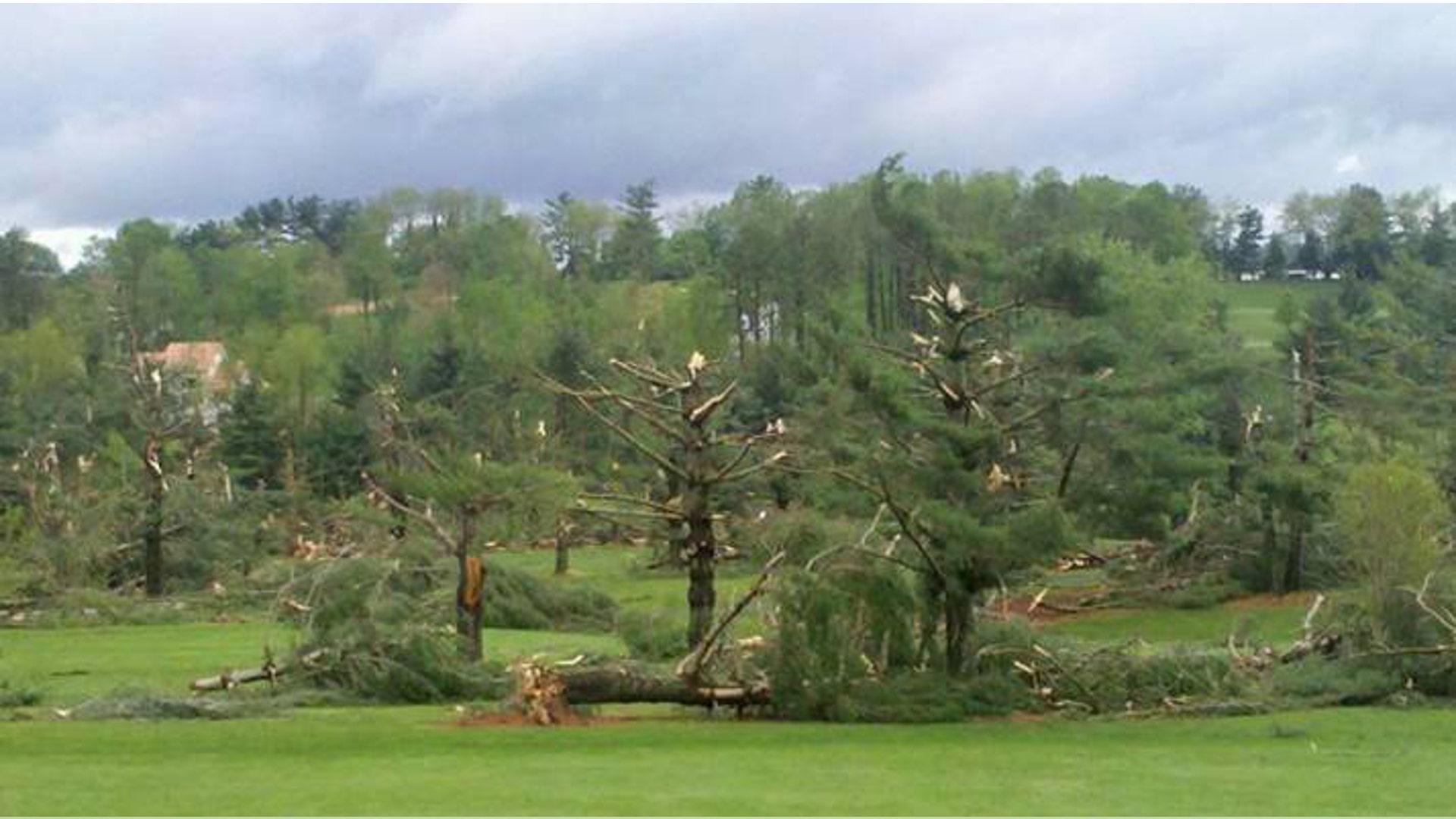 Trees_Split_Fox_News