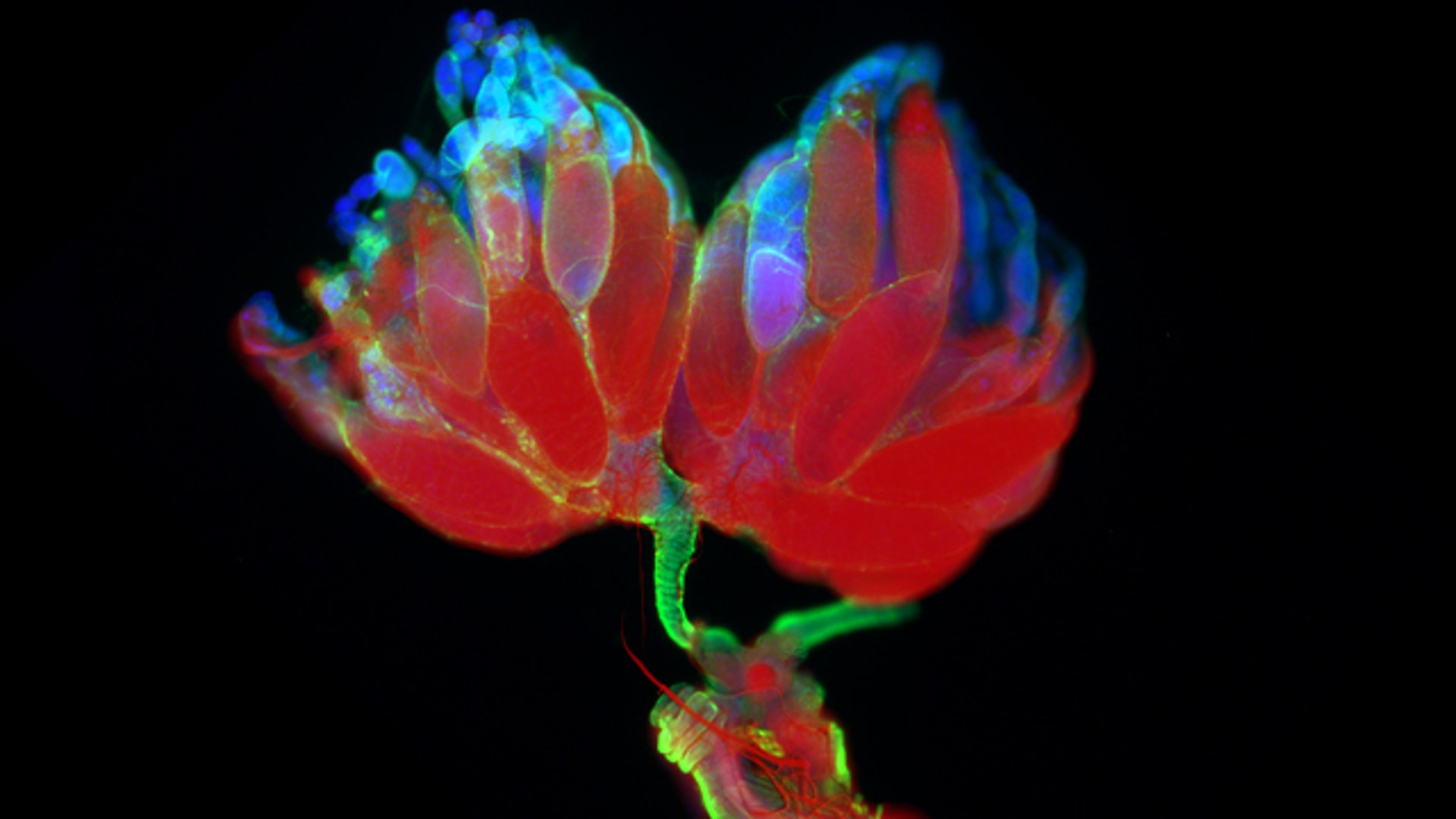 Флюоресценция. Флуоресценция. Флюоресценция картинки. Contest Fluorescent microscopy. Drosophila Reproductive System.