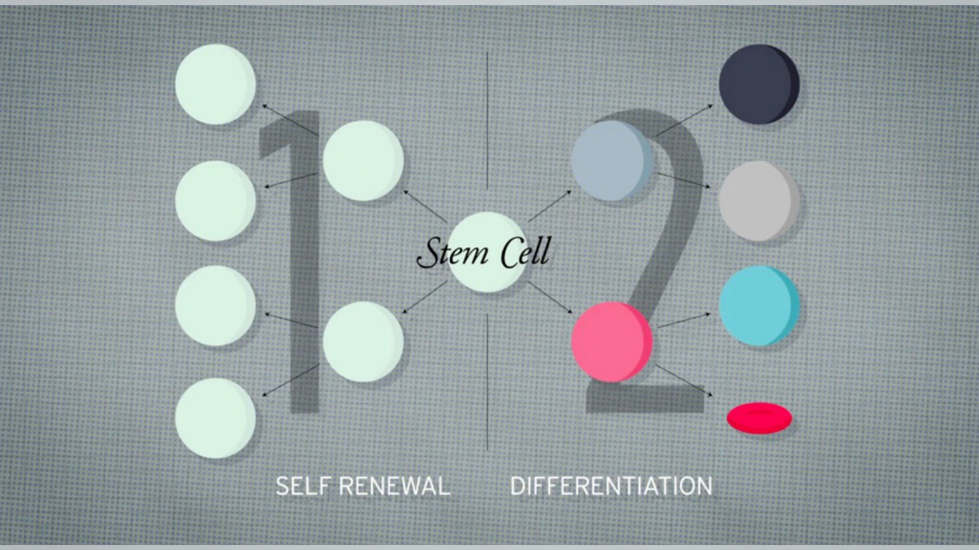 Video, honorable mention: Watch stem cells at work