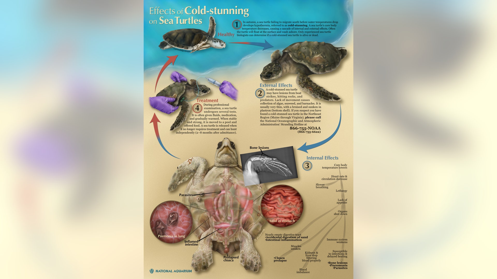 Posters & graphics, honorable mention: View the cycle of a sea turtle
