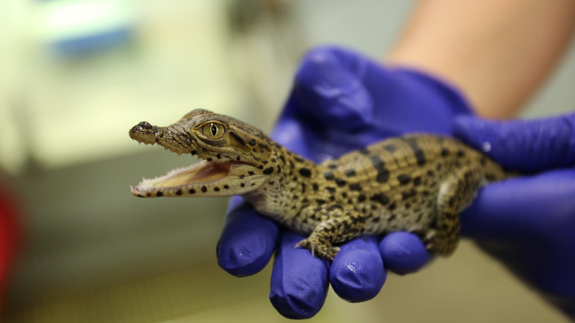 20326632048_ccf6937759_k