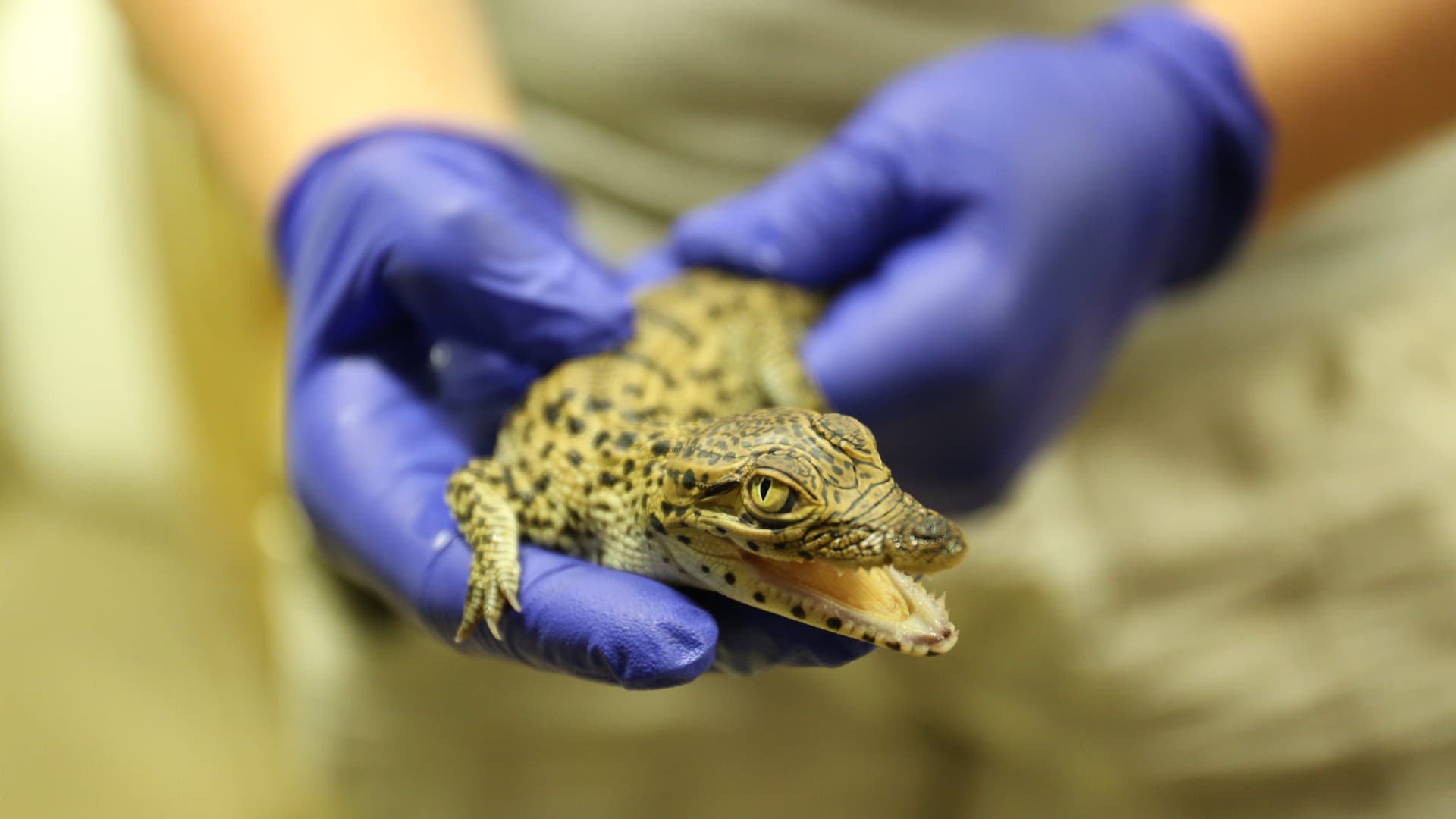 20326640888_c1363efa78_k