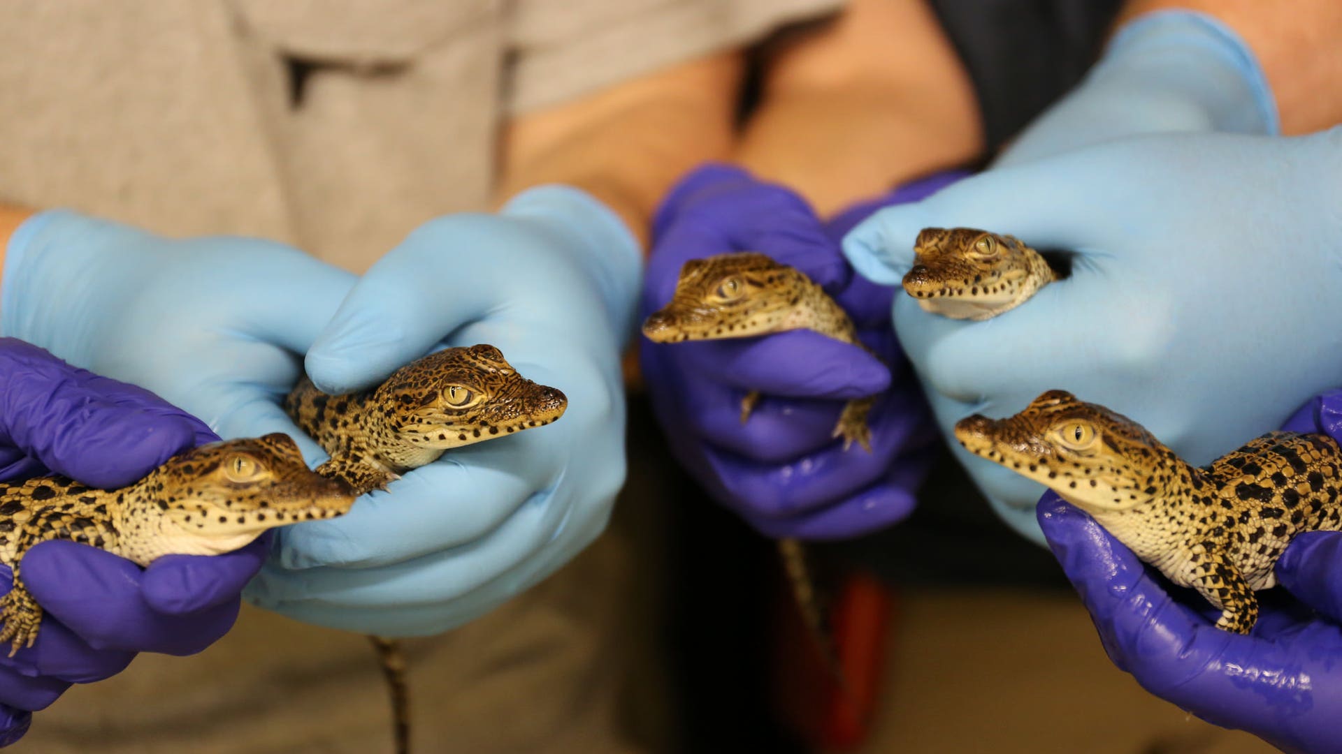 20505900062_4c73ba3198_k