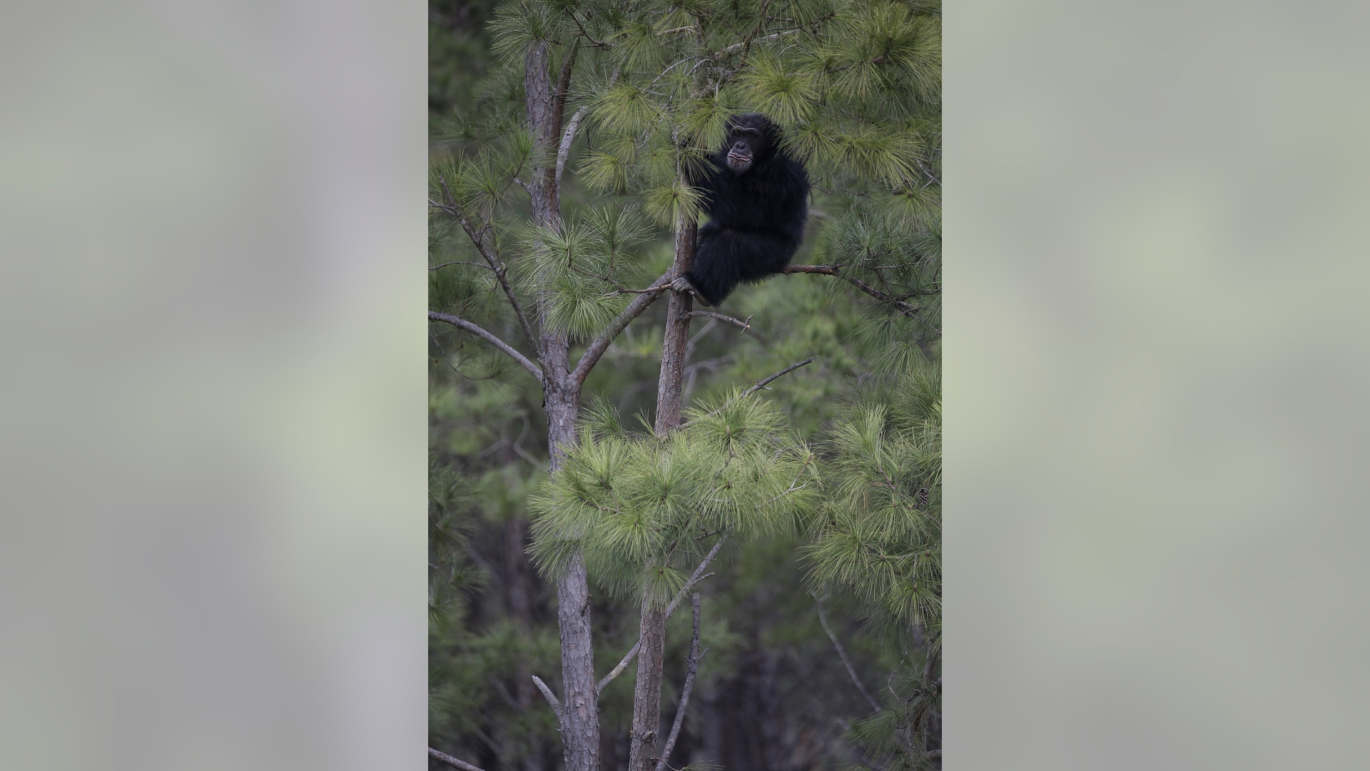 chimp climbs a pine tree at Chimp Haven