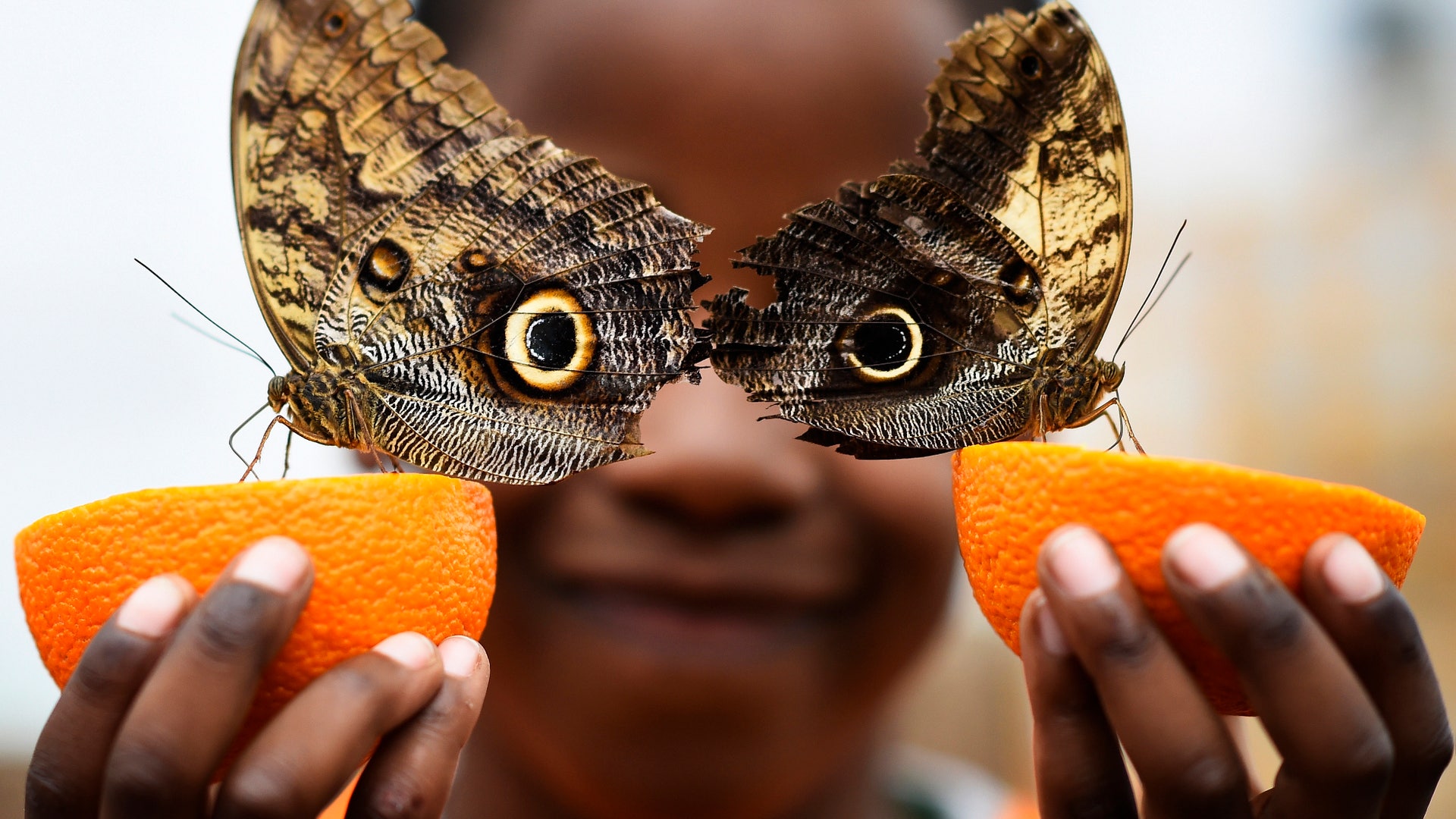 Butterflies exhibition