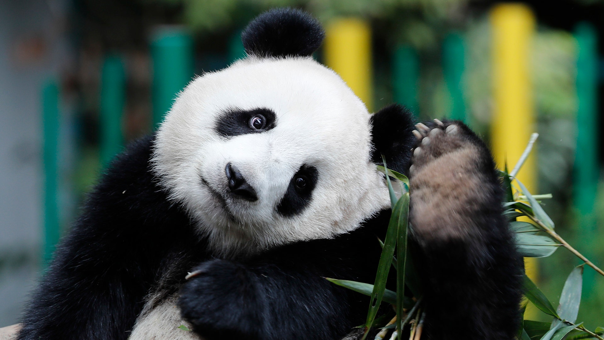 Great panda. Большая китайская Панда. Большая Панда или бамбуковый медведь. Бамбуковые панды китайские. Большая бамбуковая Панда.