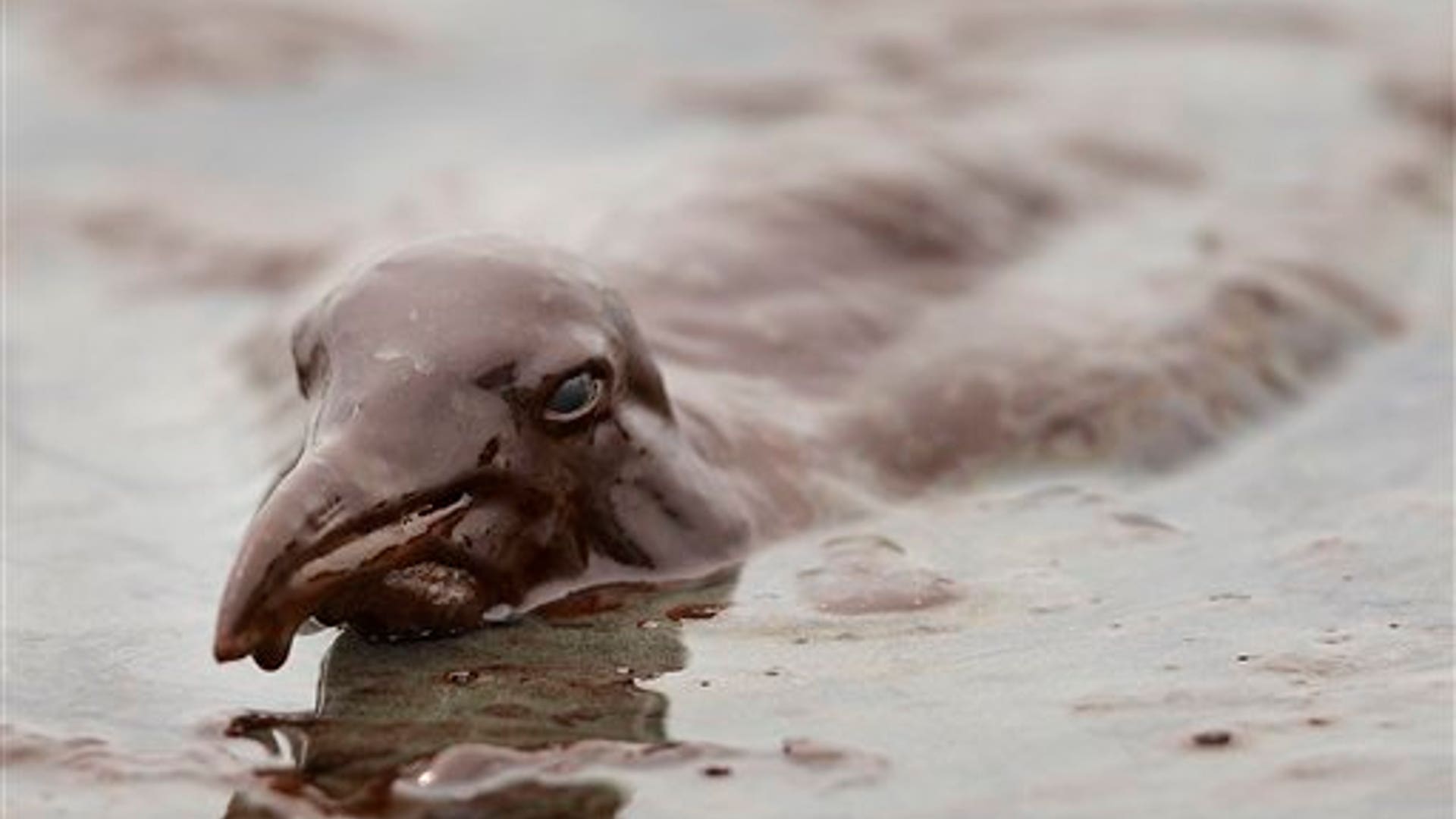 Sea Bird Struggling to Swim