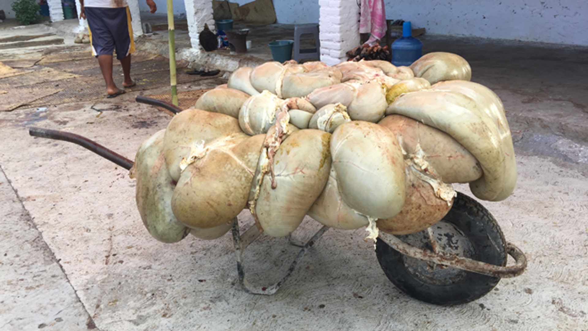 Goat_stomach_wheelbarrow_Latino