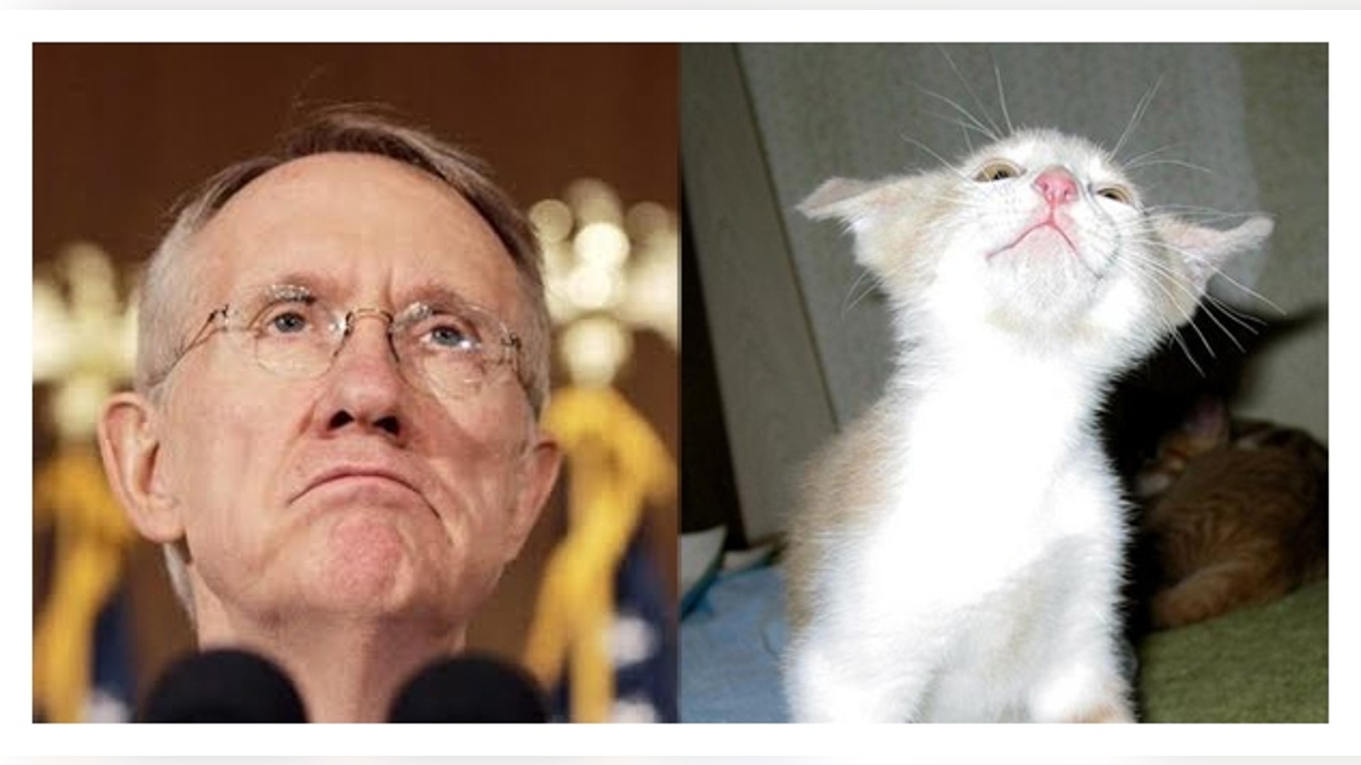 Look Alikes From the Animal World