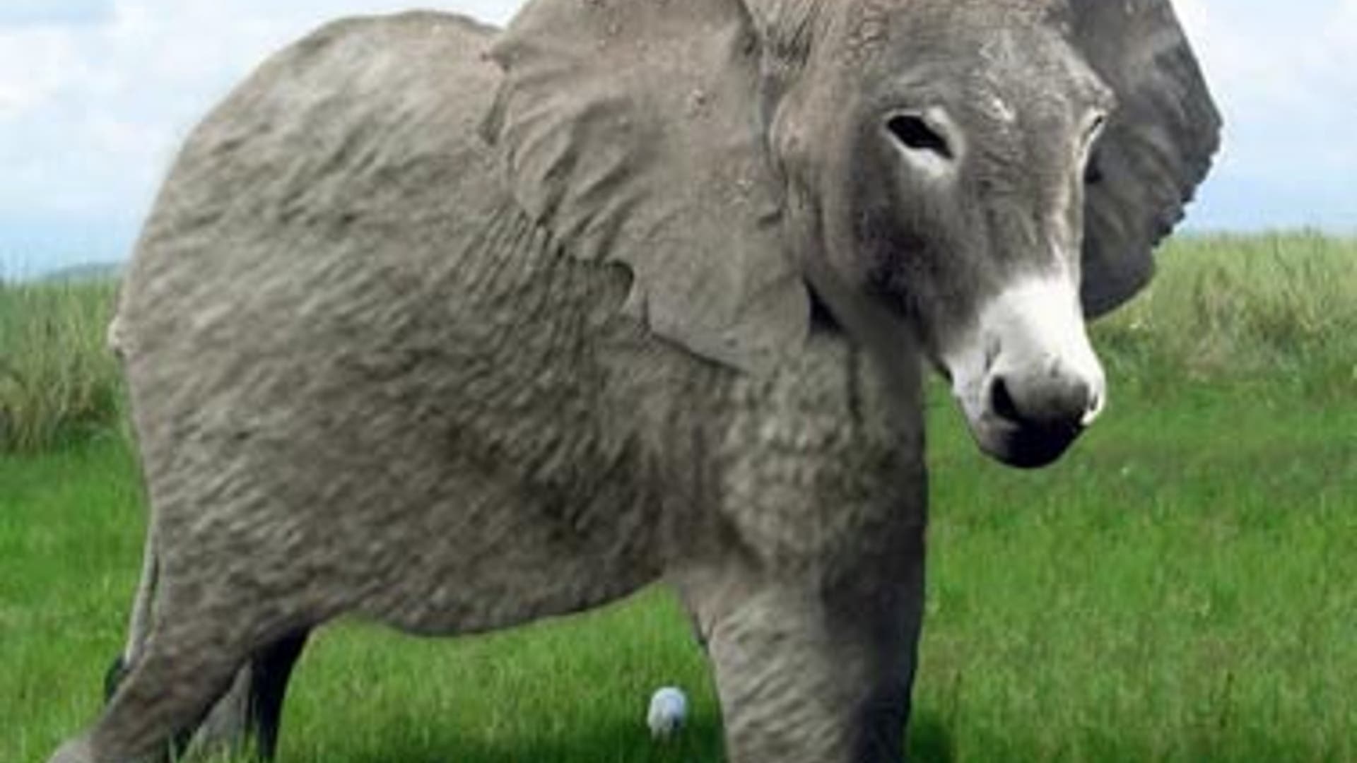 Animal Hybrids We'd Like to See