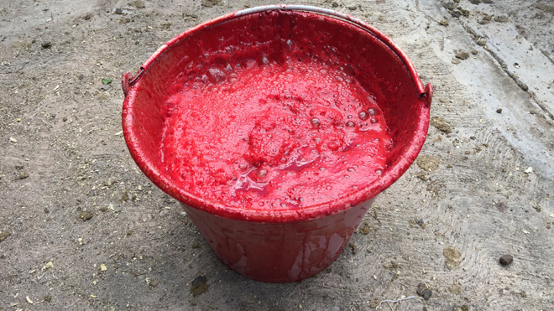 Goat_bucket_of_blood_Latino