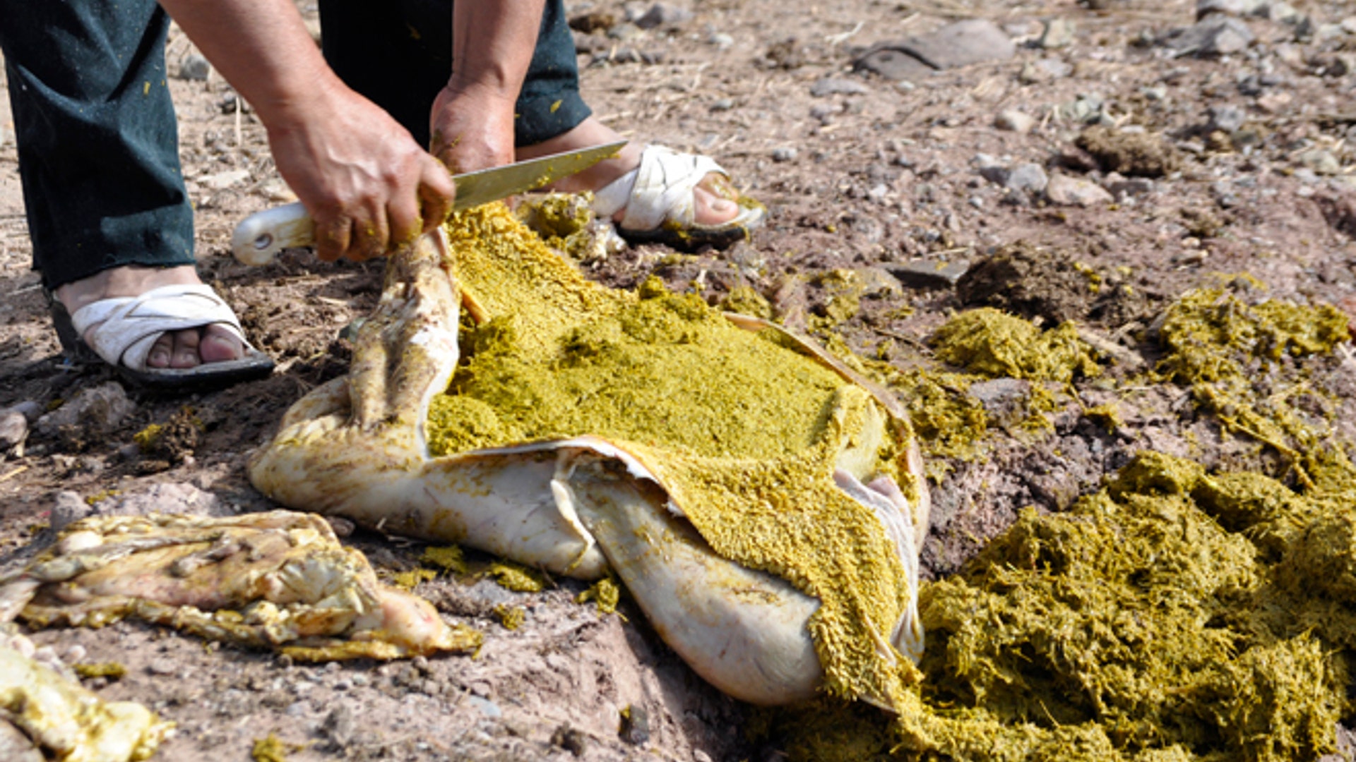 Goat_stomach_contents_Latino
