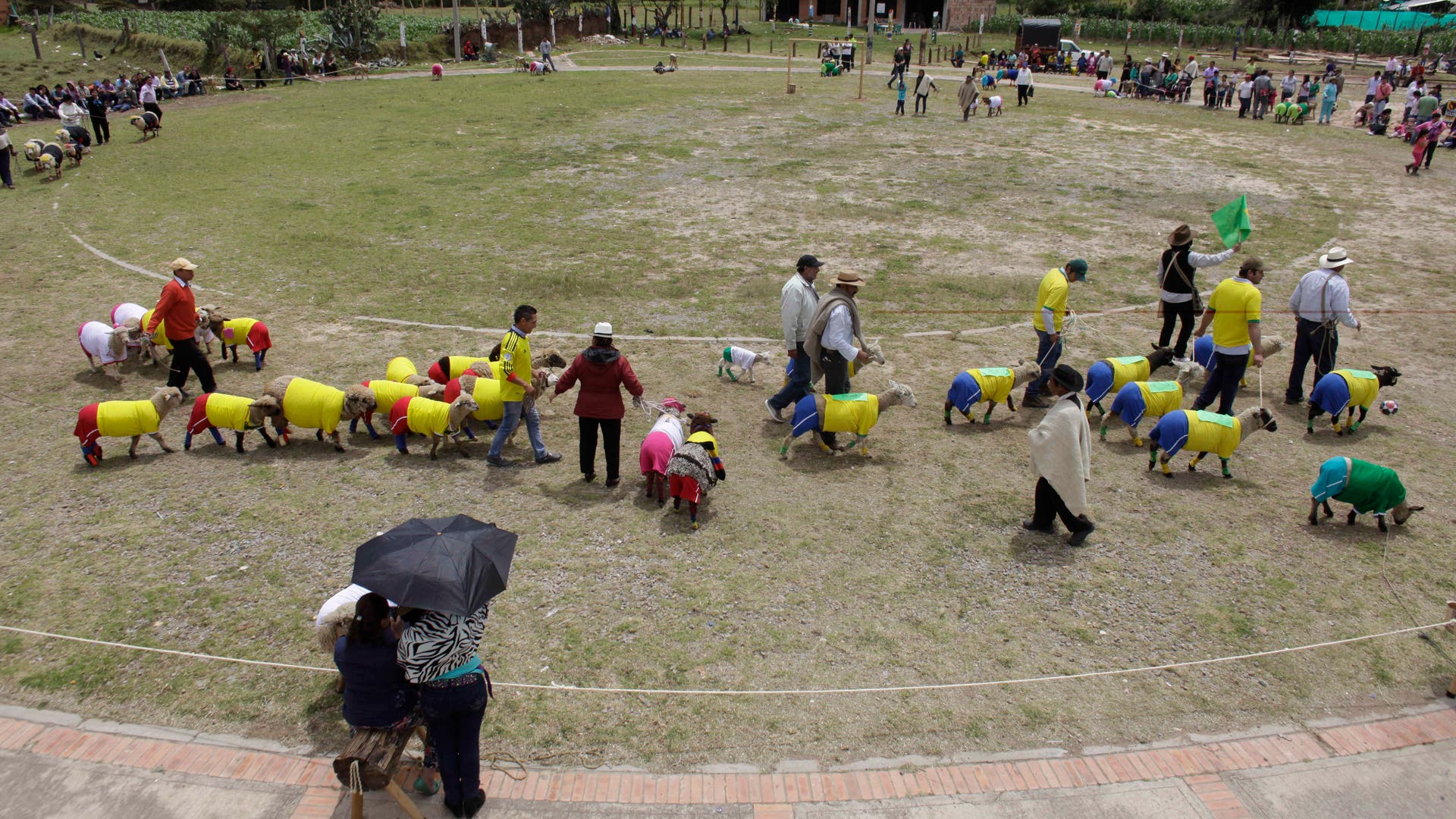 Colombia_Soccer_Sheep__2_