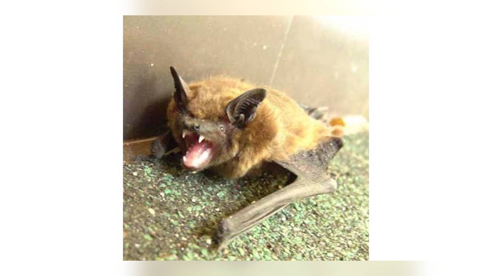 Rabid Bat