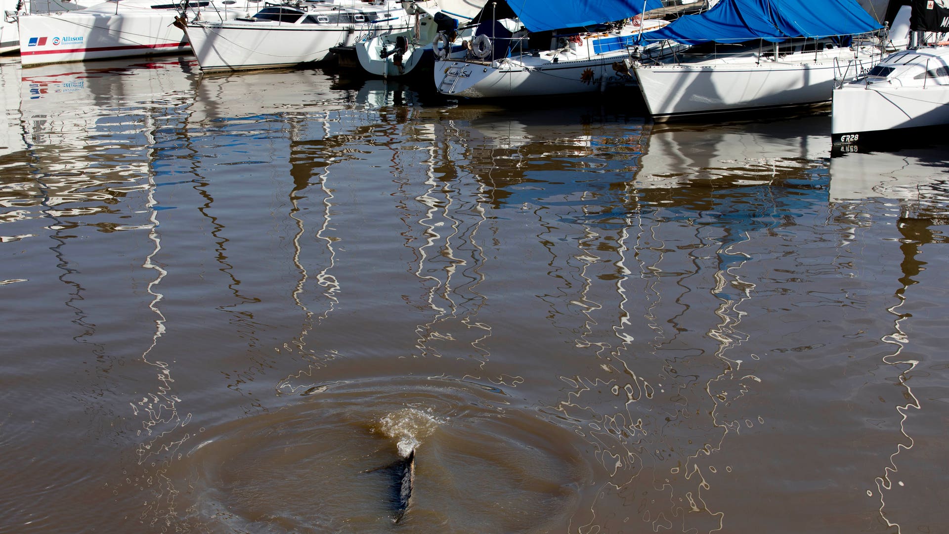 Argentina_Whale_Vros__1_