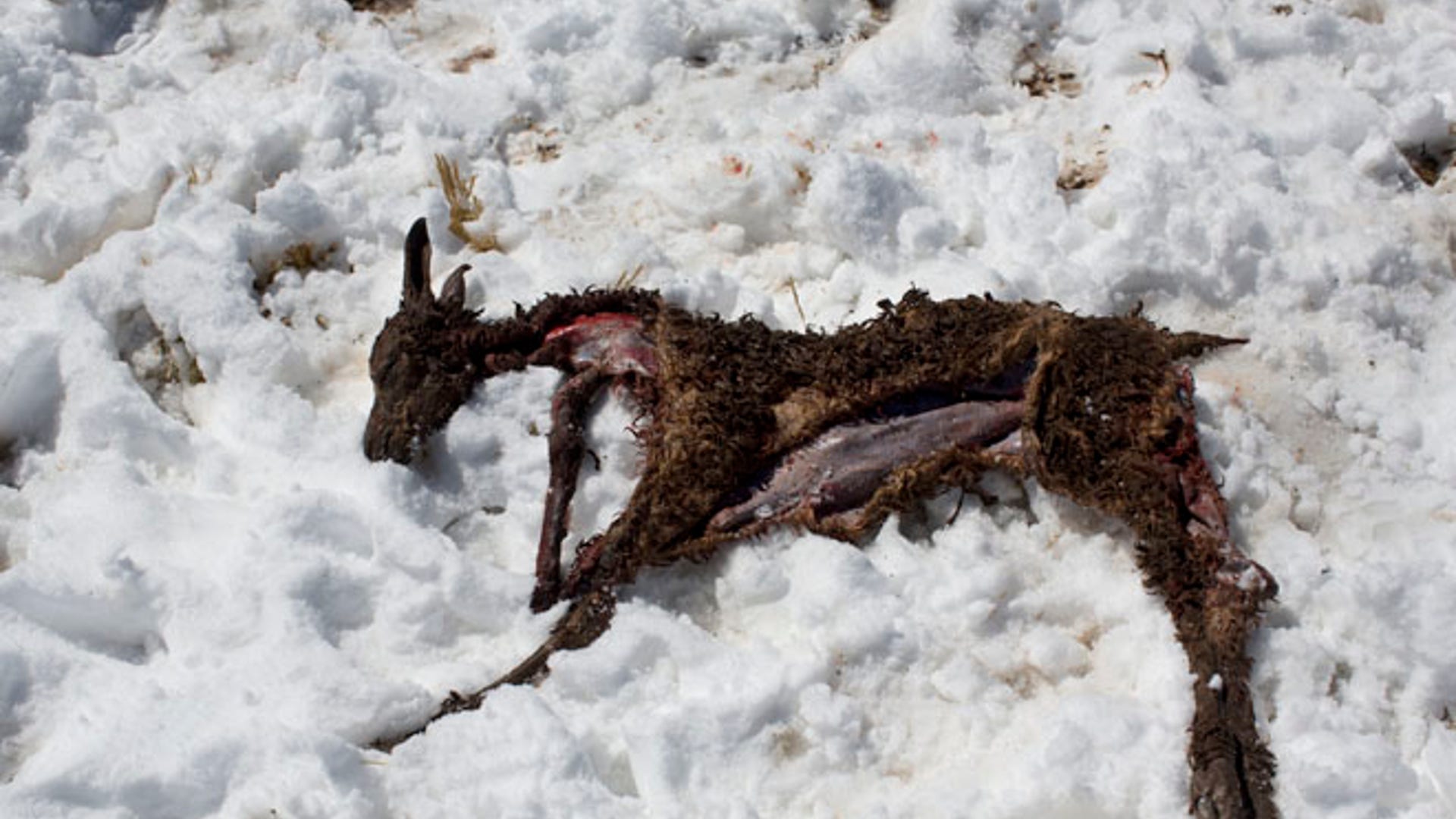 Peru_harsh_winter__2_