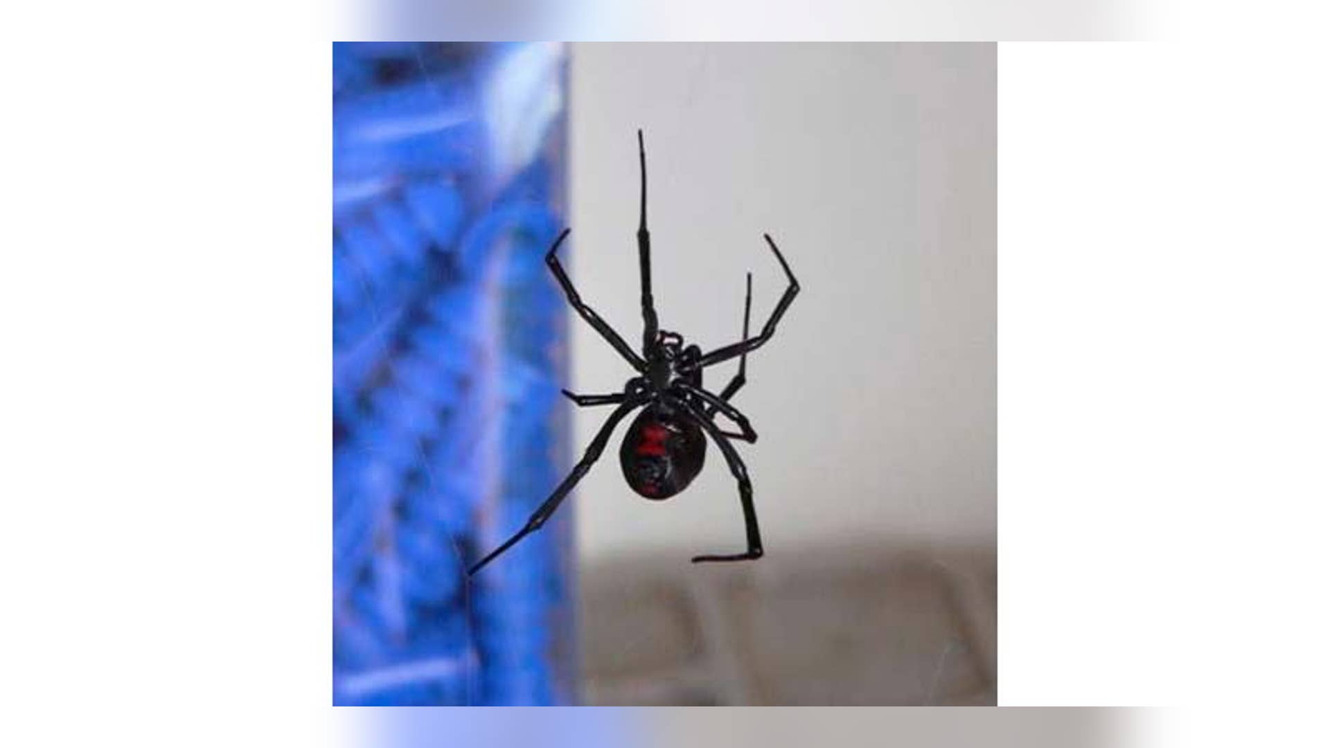 Black Widow Spider