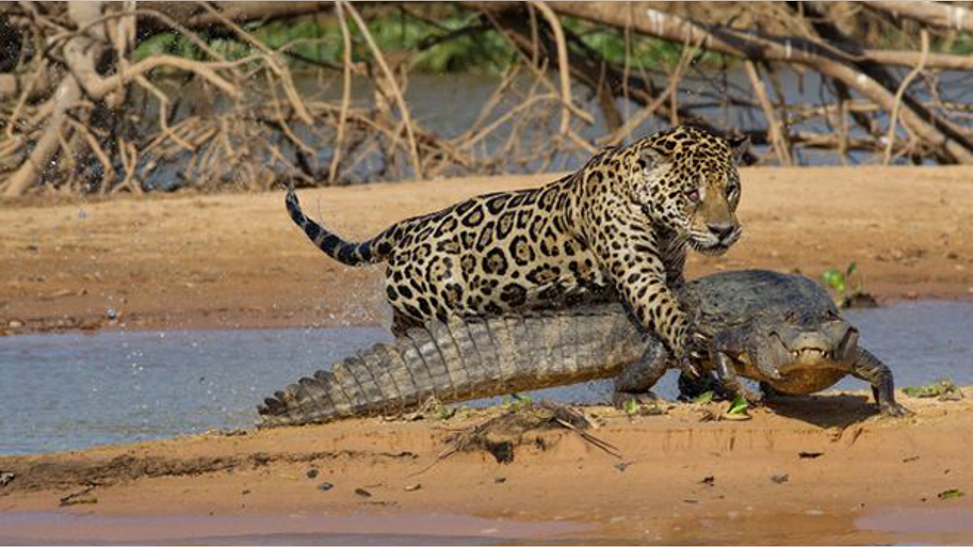 Animals attack! Nature's fight club | Fox News Animals attack! Nature's fight club | Fox News