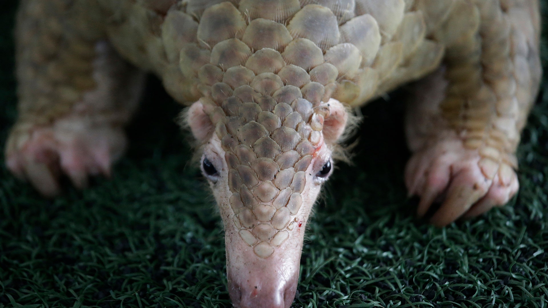 Customs officials display one of 136 pangolins that were being smuggled into Thailand from Malaysia in Bangkok, August. 31