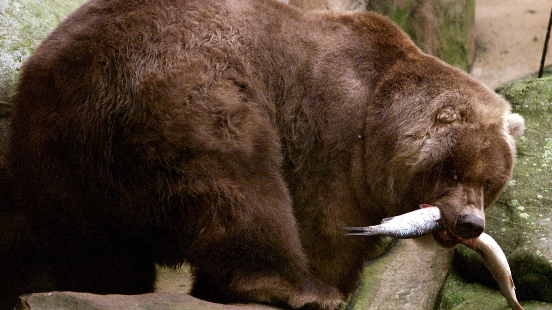 Nature's Giants: 27 of the world's biggest critters | Fox News