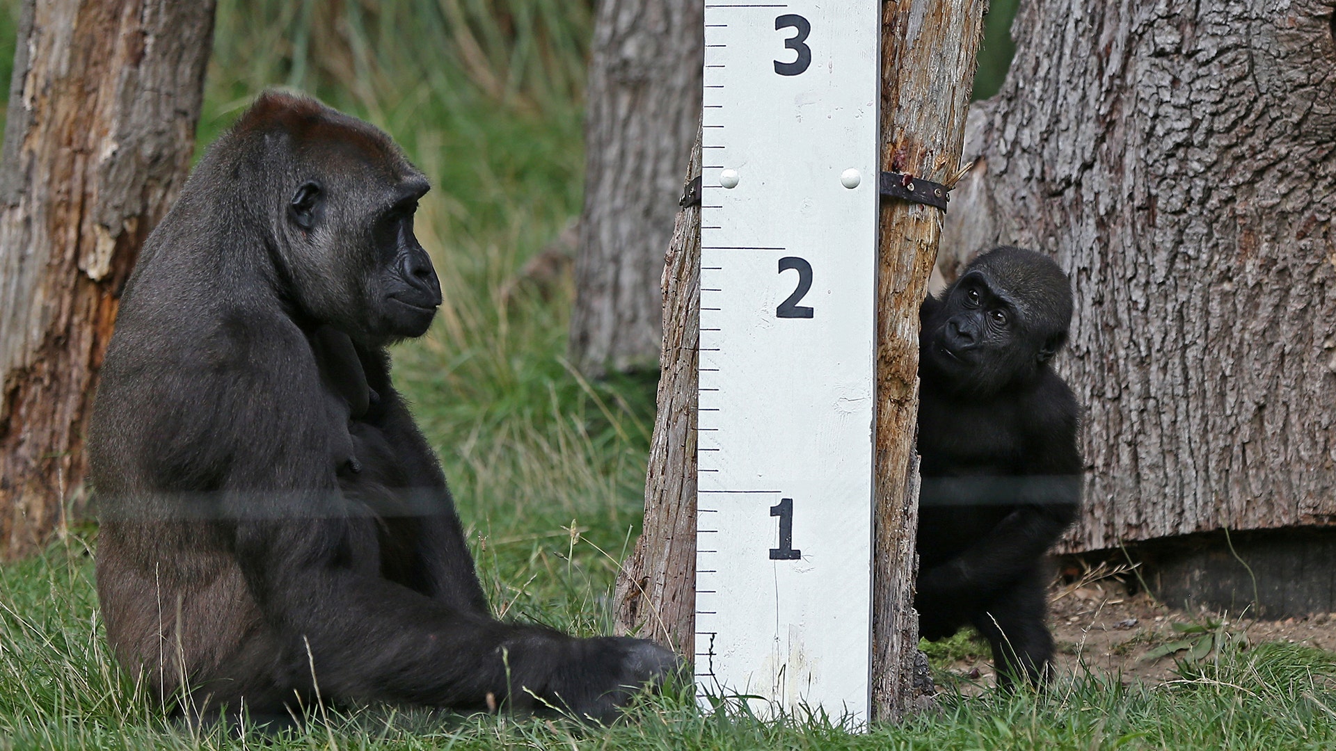 Gorillas sit next to a ruler during a photocall for the annual weigh-in at London Zoo in London, Britain August 24, 2017