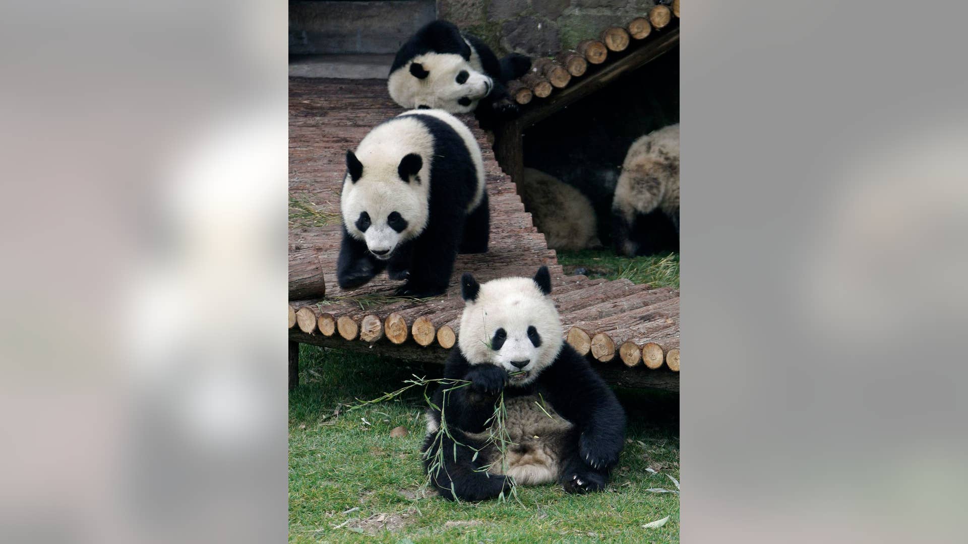 Panda Cubs Tumble