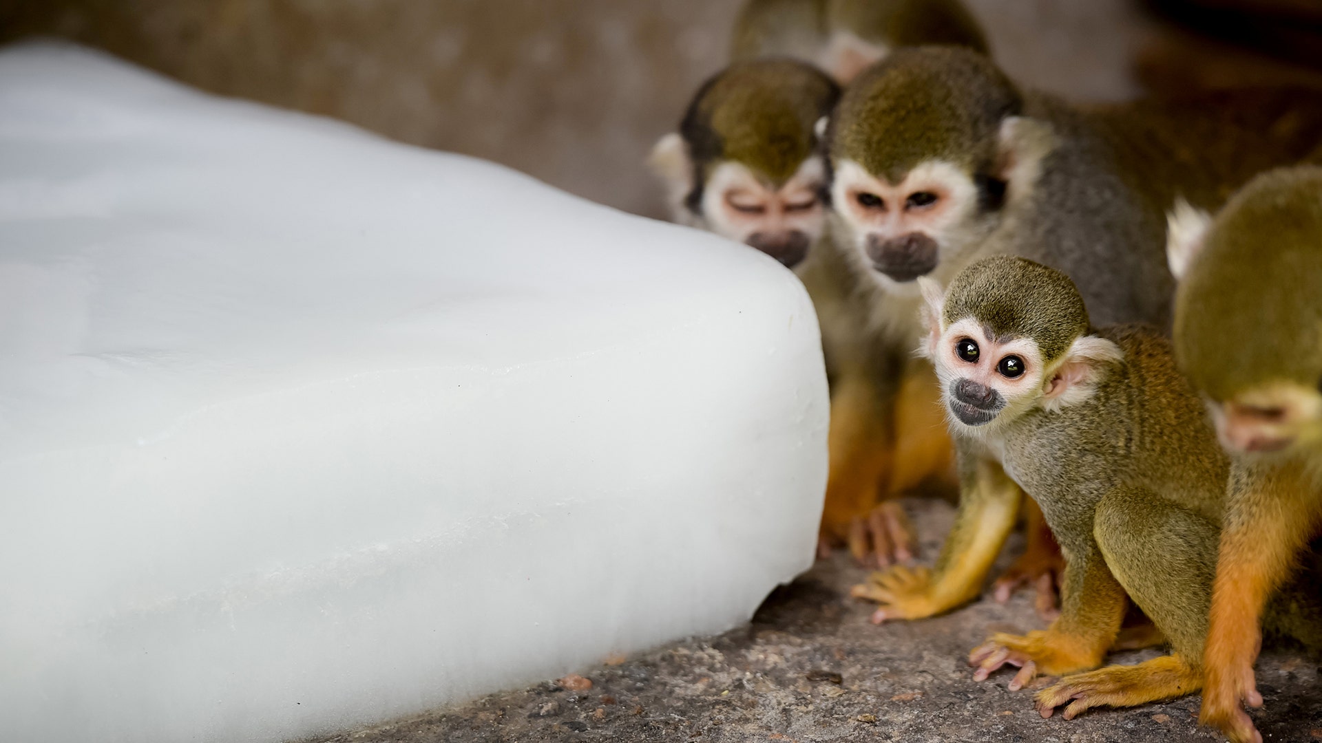 Macaque monkeys cool off with an ice block on a hot day at a zoo in Hefei, Anhui province, China July 25, 2017
