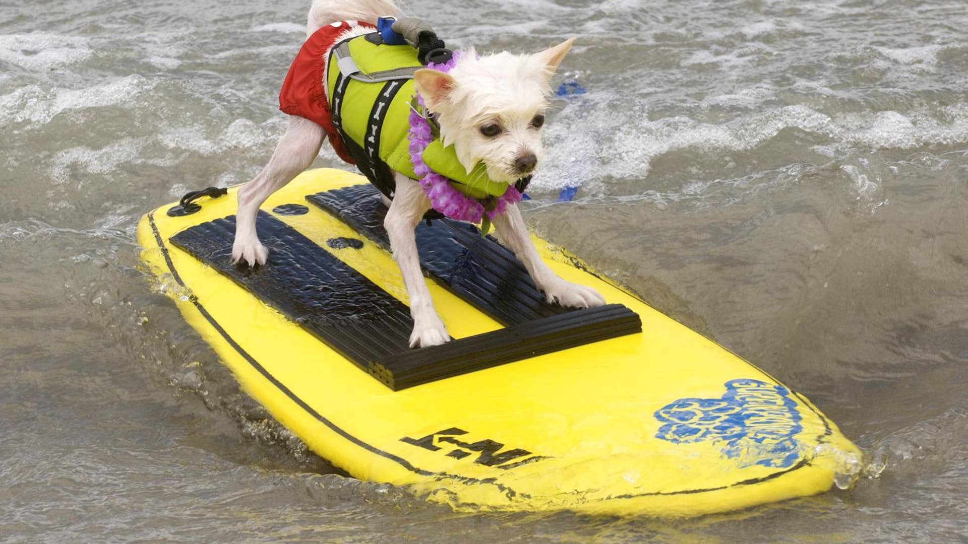 Loews_Surf_Dog_Bobby