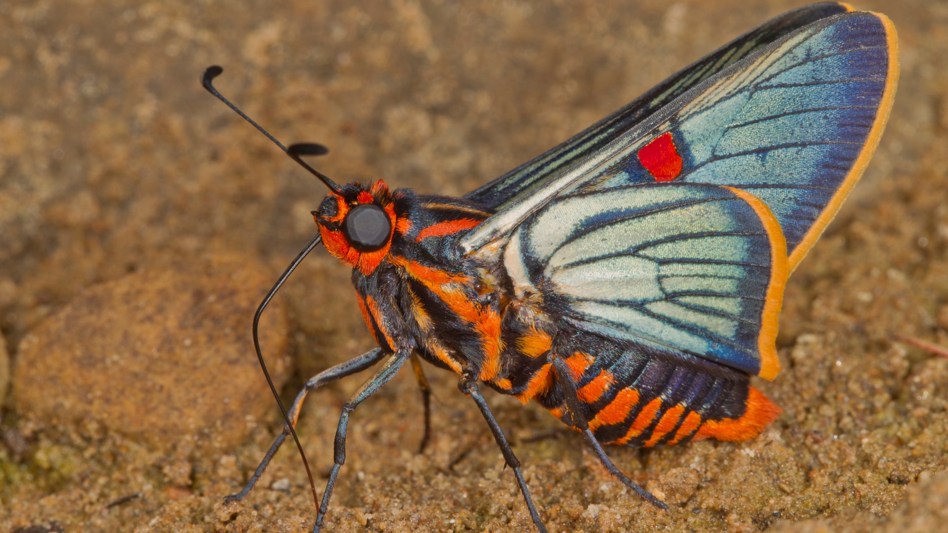 3971dc18-Bolivian butterfly8