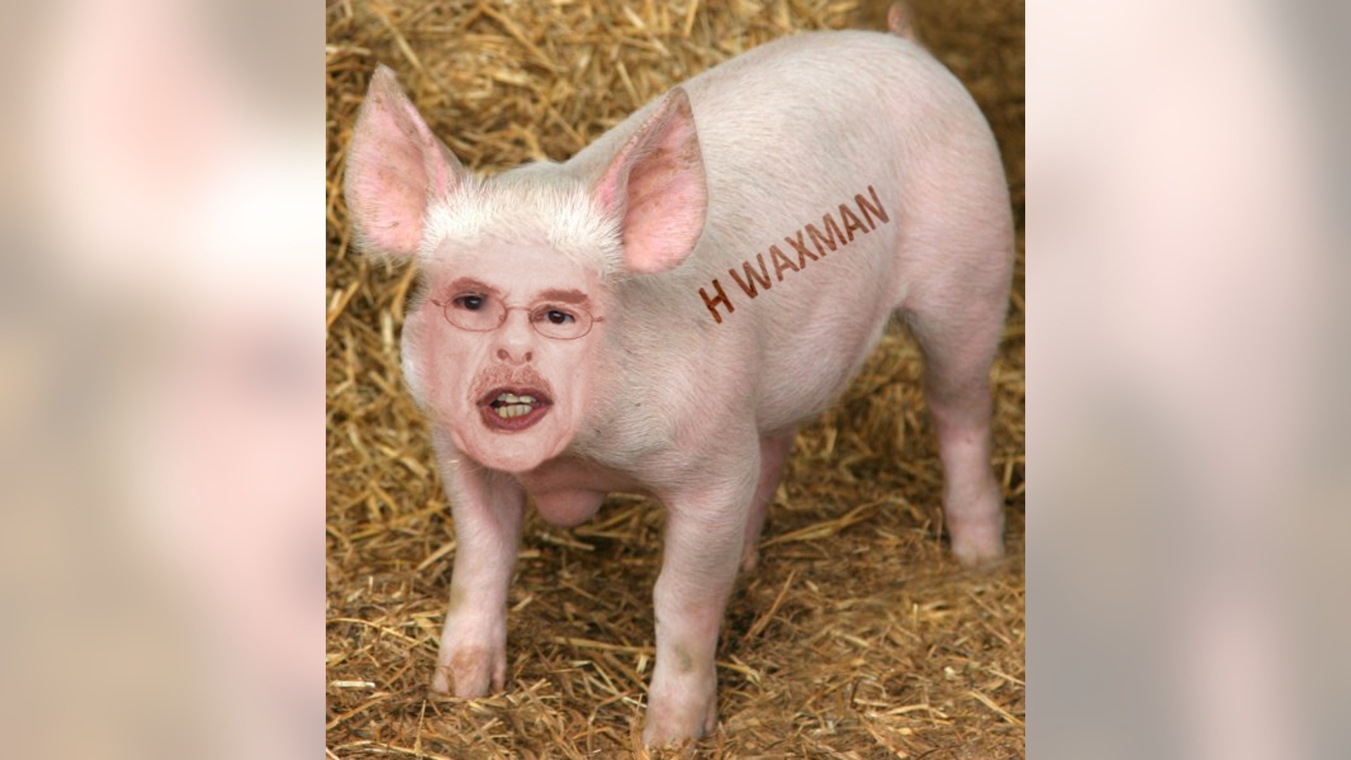 Look Alikes From the Animal World