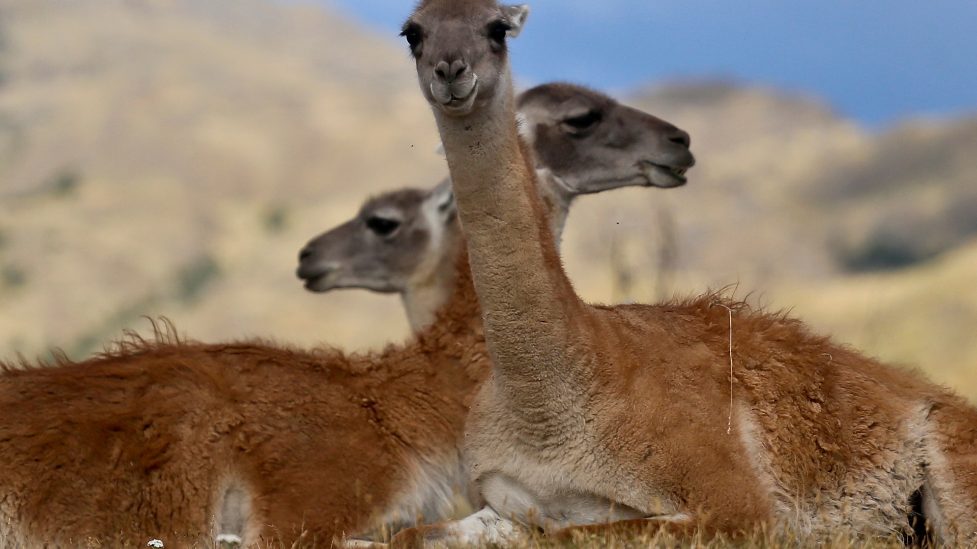 Guanacos sit during a ceremony in Patagonia Park, Chile, January 29, 2018