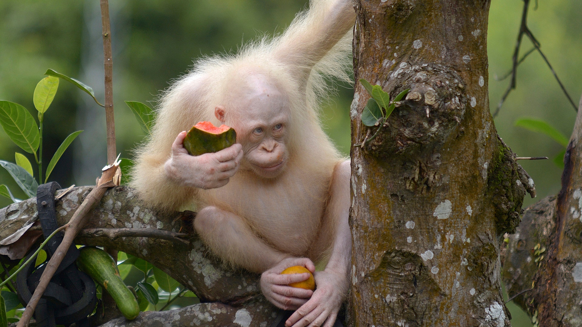 An albino orangutan eating a watermelon at Nyaru Menteng Orangutan Rehabilitation Center in Central Kalimantan, Indonesia