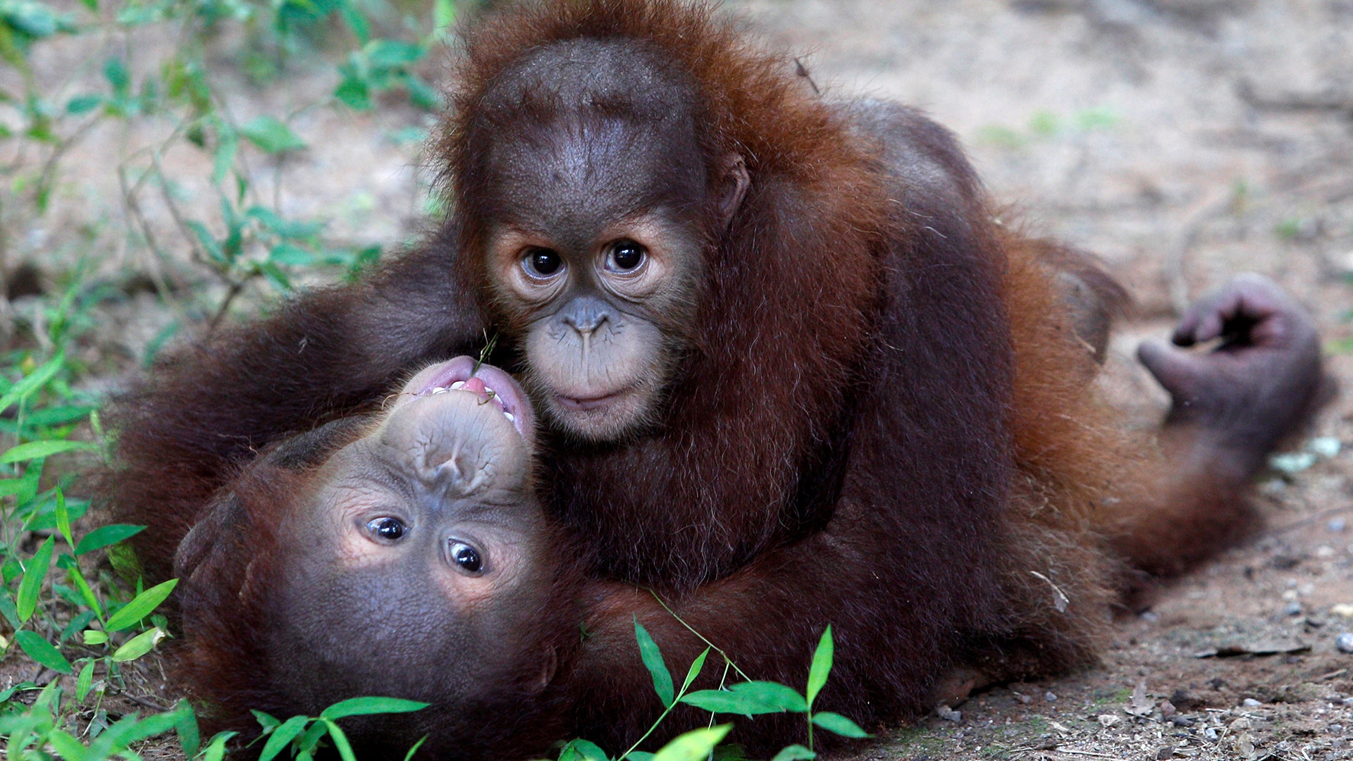 Baby Sumatran orangutans rescued by border officials after arriving at a wildlife center at Ratchaburi province in Thailand  September 13, 2017