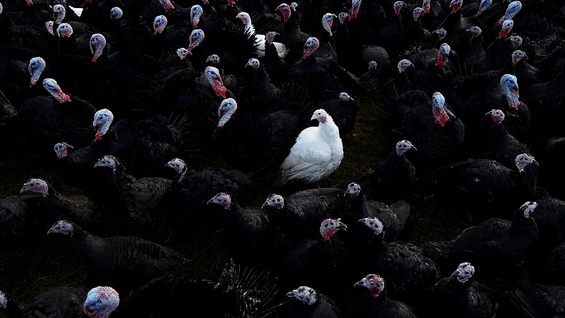 A white bronze turkey is seen with Norfolk black turkeys in Termonfeckin, Ireland, November 26, 2017